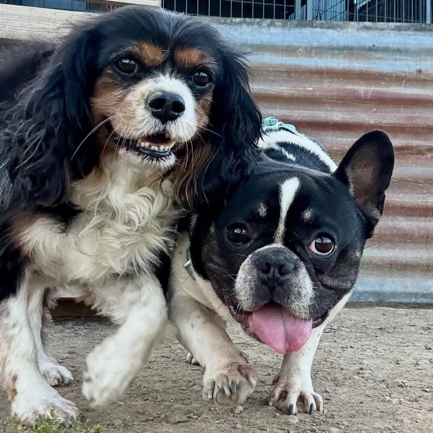 Gracie❤️Theo! SeeMe Dog takes care of social and non social pups, social pups are grouped according to size and temperament. This pair was SO lovely and fun! Senior girl Gracie whipped out her nimble moves and previously shy rescue Theo showed off wi