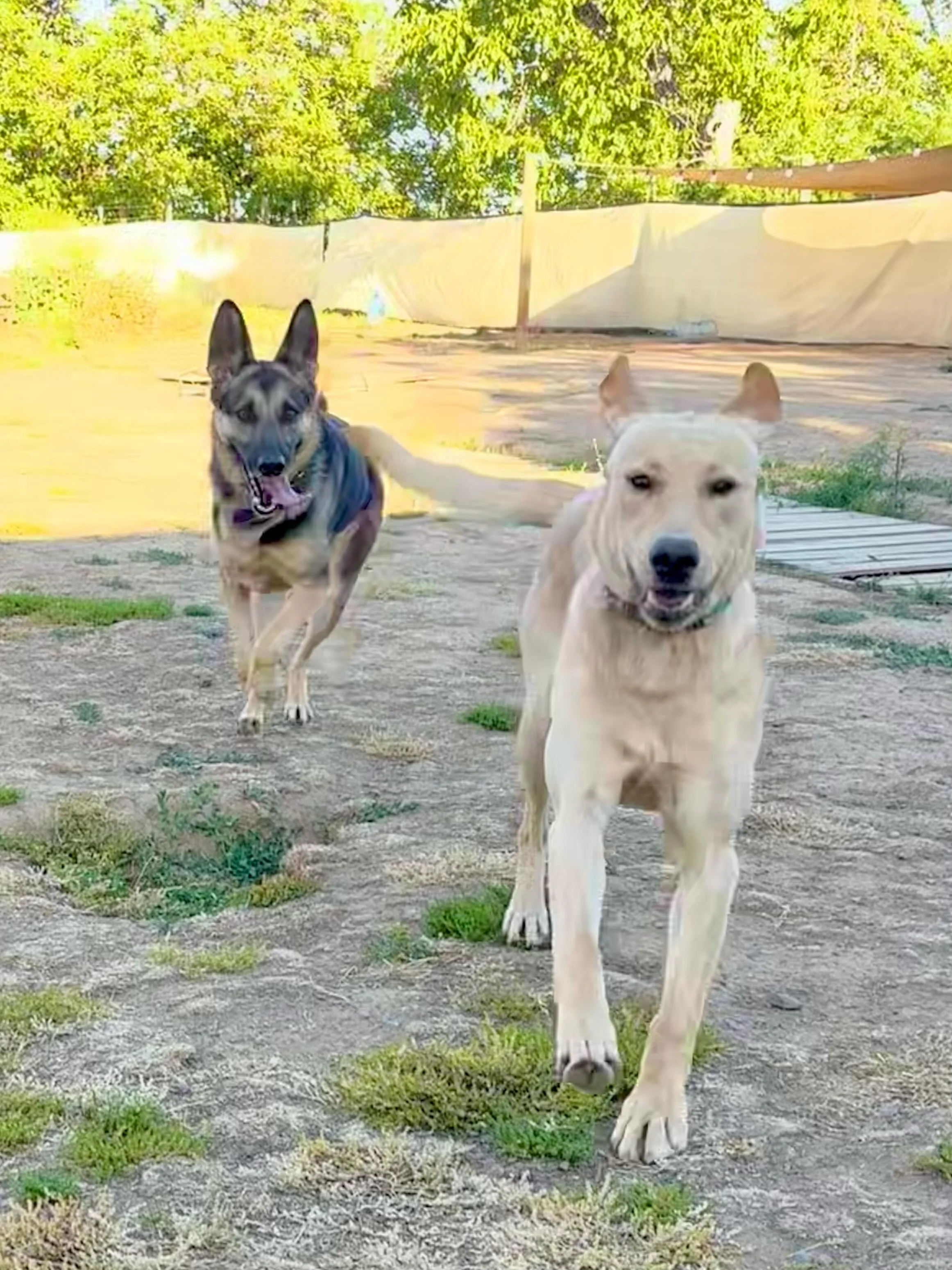 Sonny❤️River. Socializing the dog friendly pups who stay at SeeMe Dog is so fun for them and me. Both of these young pups are single dogs at home and they were in absolute bliss running and wrestling together morning to night. It was such a sight wat