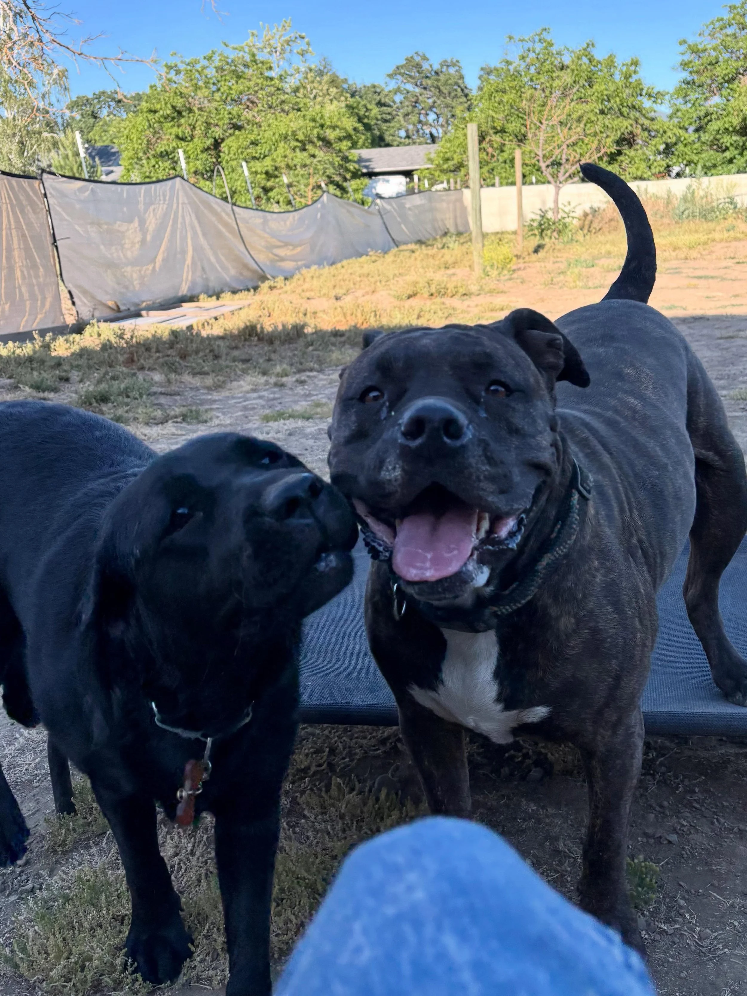 Oona❤️Kelsey! This pair was another delightful boarding match up. Both single dogs at home, these two girls couldn't get enough of each other. It was wonderful to watch how careful big Kelsey was with young Oona's high energy. They were wrestling, ru