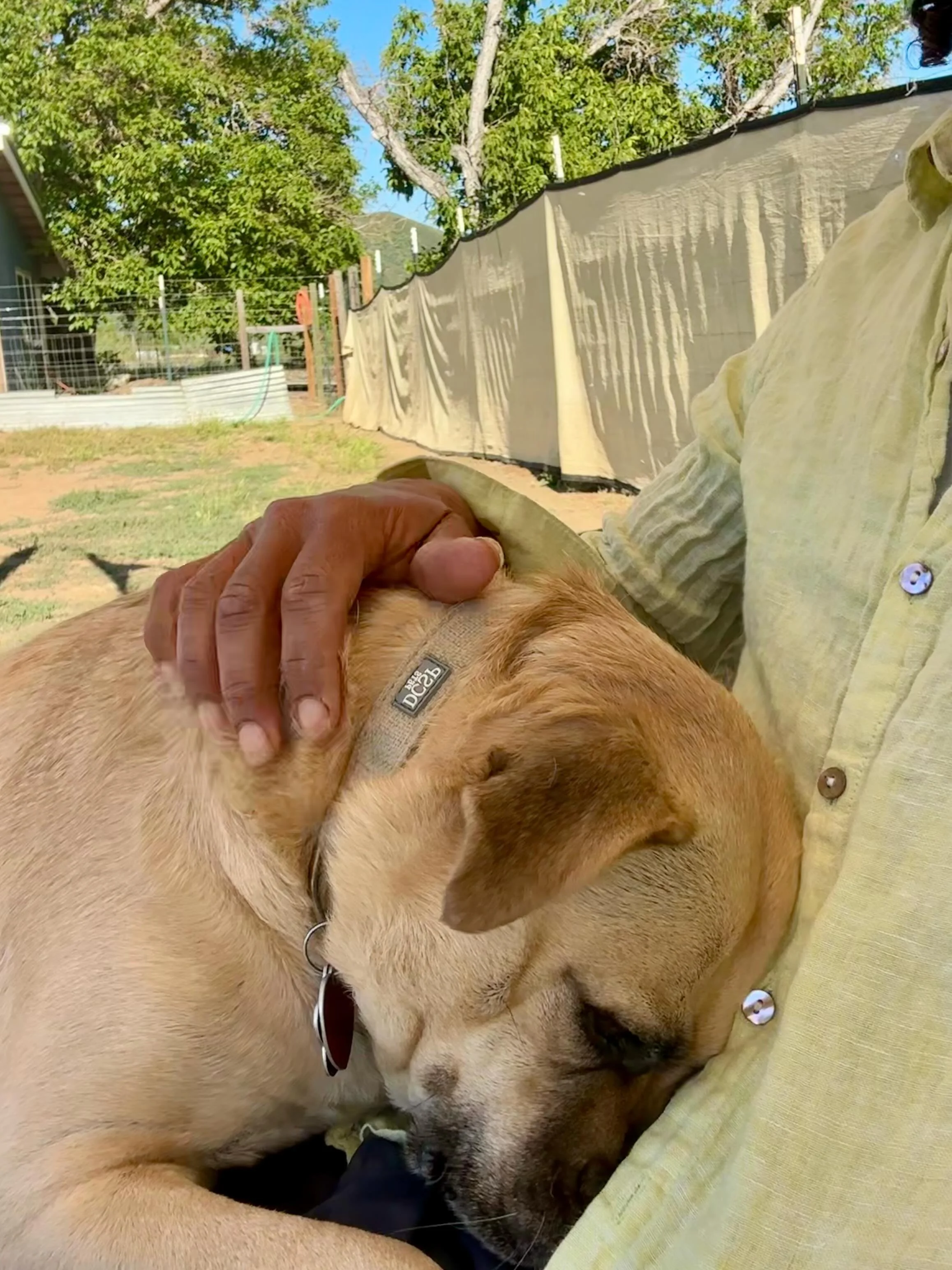 So many wonderful visits the past month, can't believe it's June! Old friends and new friends have blessed me with their company while my phone fills up with their photos. Need more time for sharing them in posts but the pups hate it when I focus on 