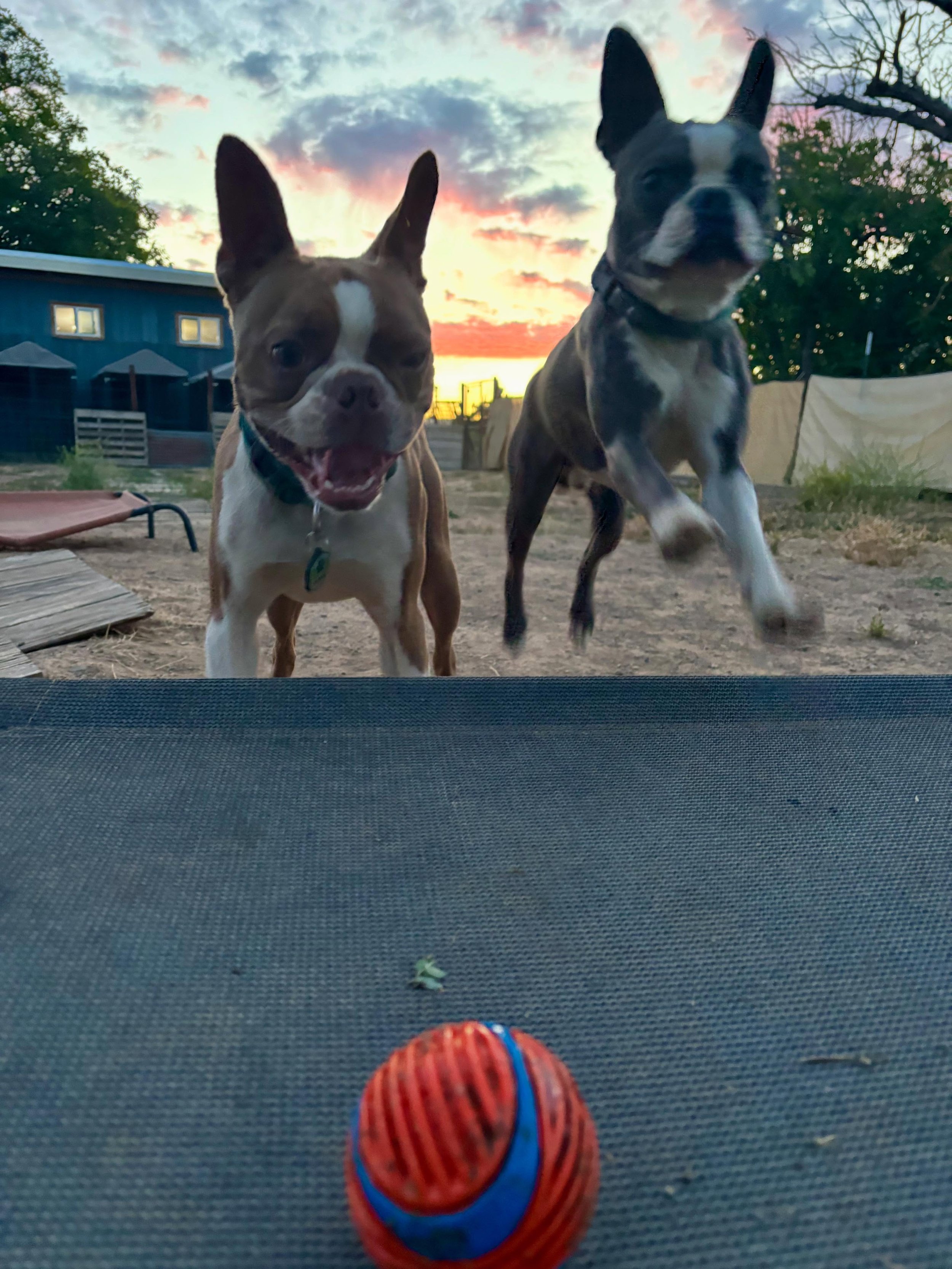 8pm-9:30pm Sunset Slumber Party photos. Active time before bedtime wipe downs &amp; snuggles🥳🌅🥰
Daily Boarding Schedule:
☀️7am Good Morning
🚀8am-7pm Active Time
🌟8pm-10pm Slumber Party &amp; Bedtime Snuggles

#seemedog #happydogshappylife #dogbo