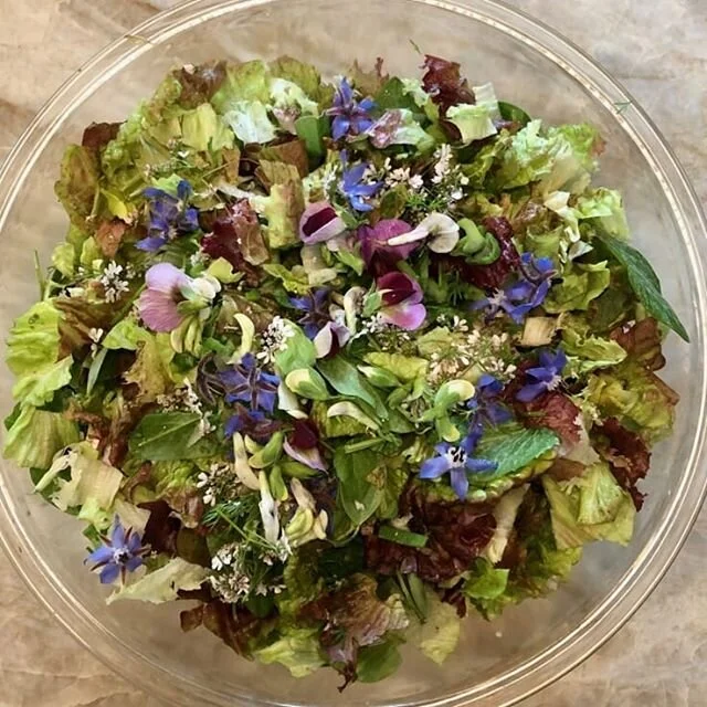 We got creative with the salad this evening. There's borage, there's pea blossoms, there's cilantro blossoms there's red lettuce, there's green lettuce, there's fava Bean green there's pea greens...... What do you put in your salad?  I forgot the hom
