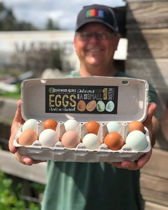 We have beautiful eggs! If I say so myself.  Check out our website or call for pick up 
#vacavillemagazine ,#lockewoodacres #eggs #pastureraised #vacaville