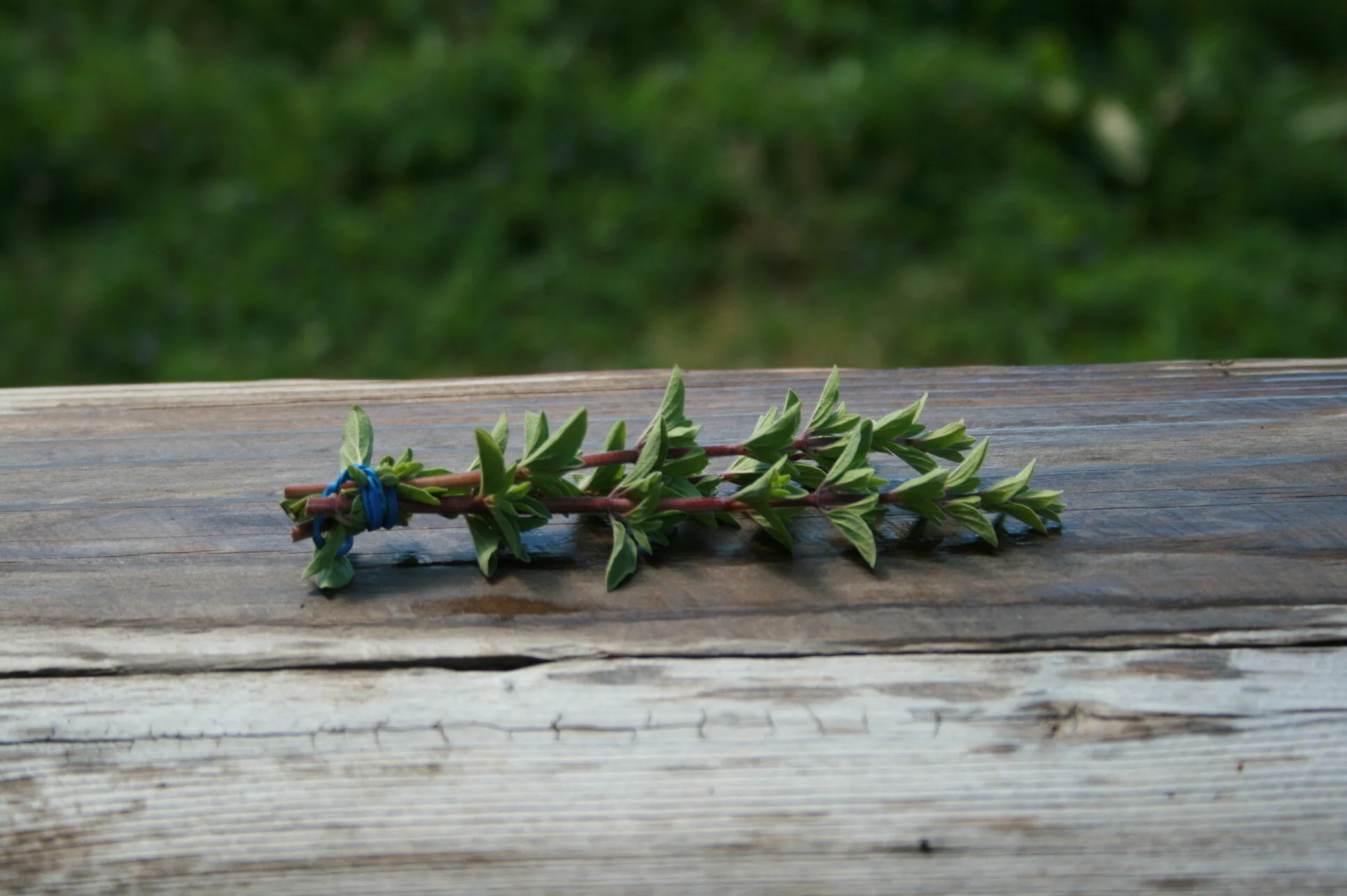 Fresh Oregano