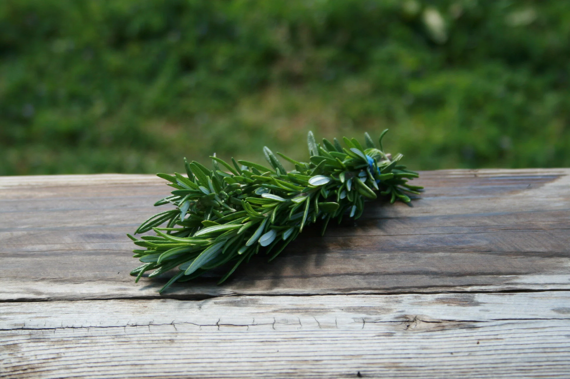 Fresh Rosemary