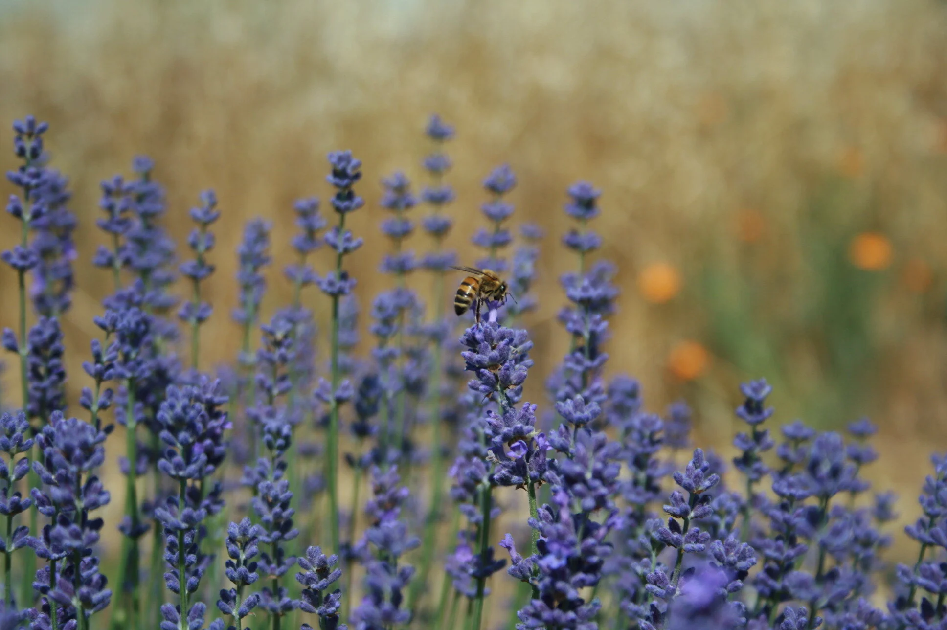 bee on lavender.jpg