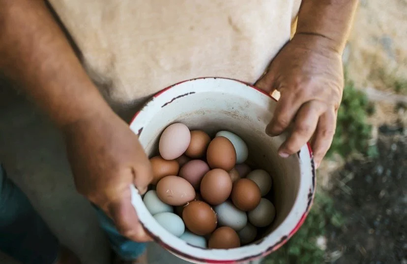 Fun Fact Friday: Eggs and Earlobes