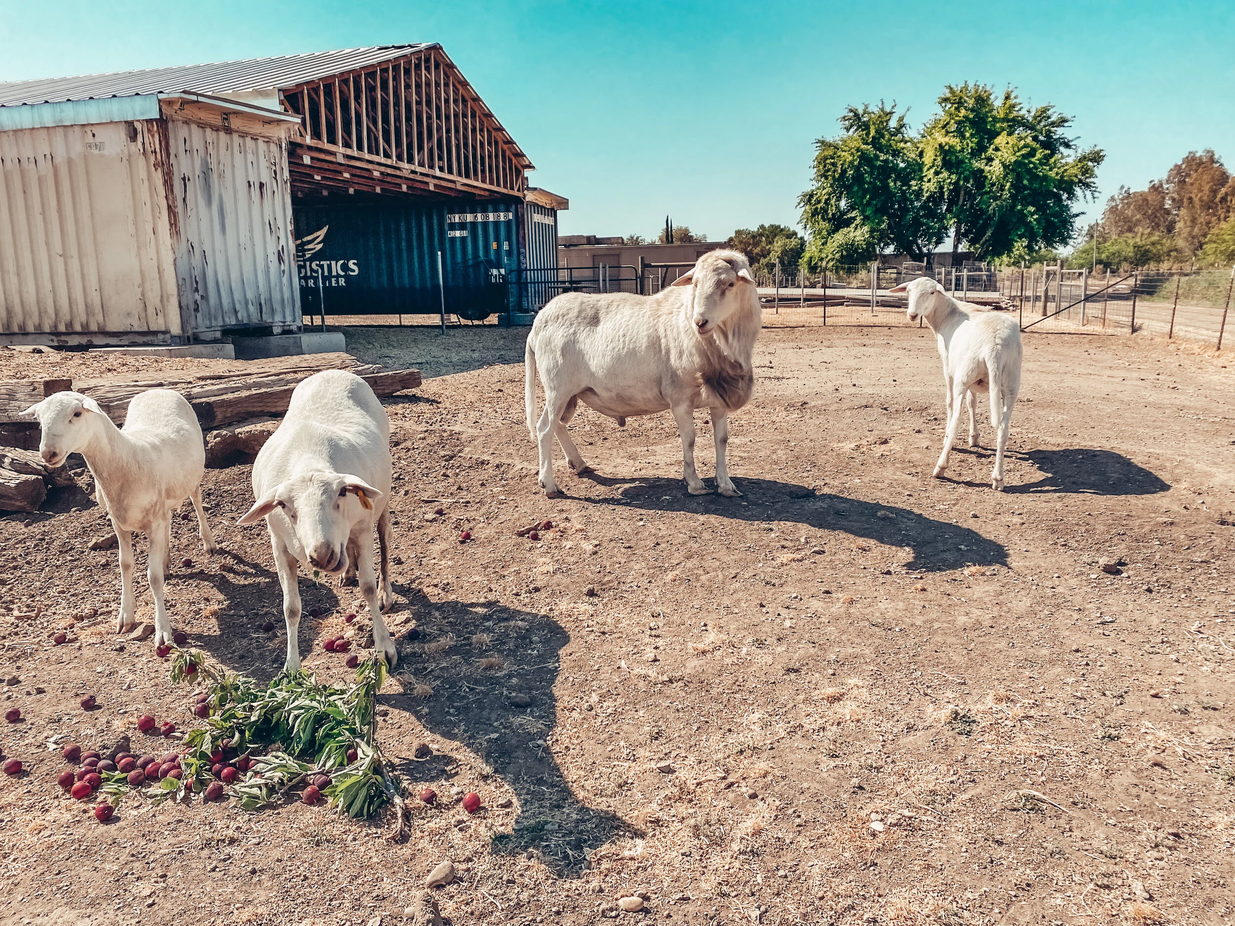 Fun Fact Friday: Beauty of Ruminant Animals