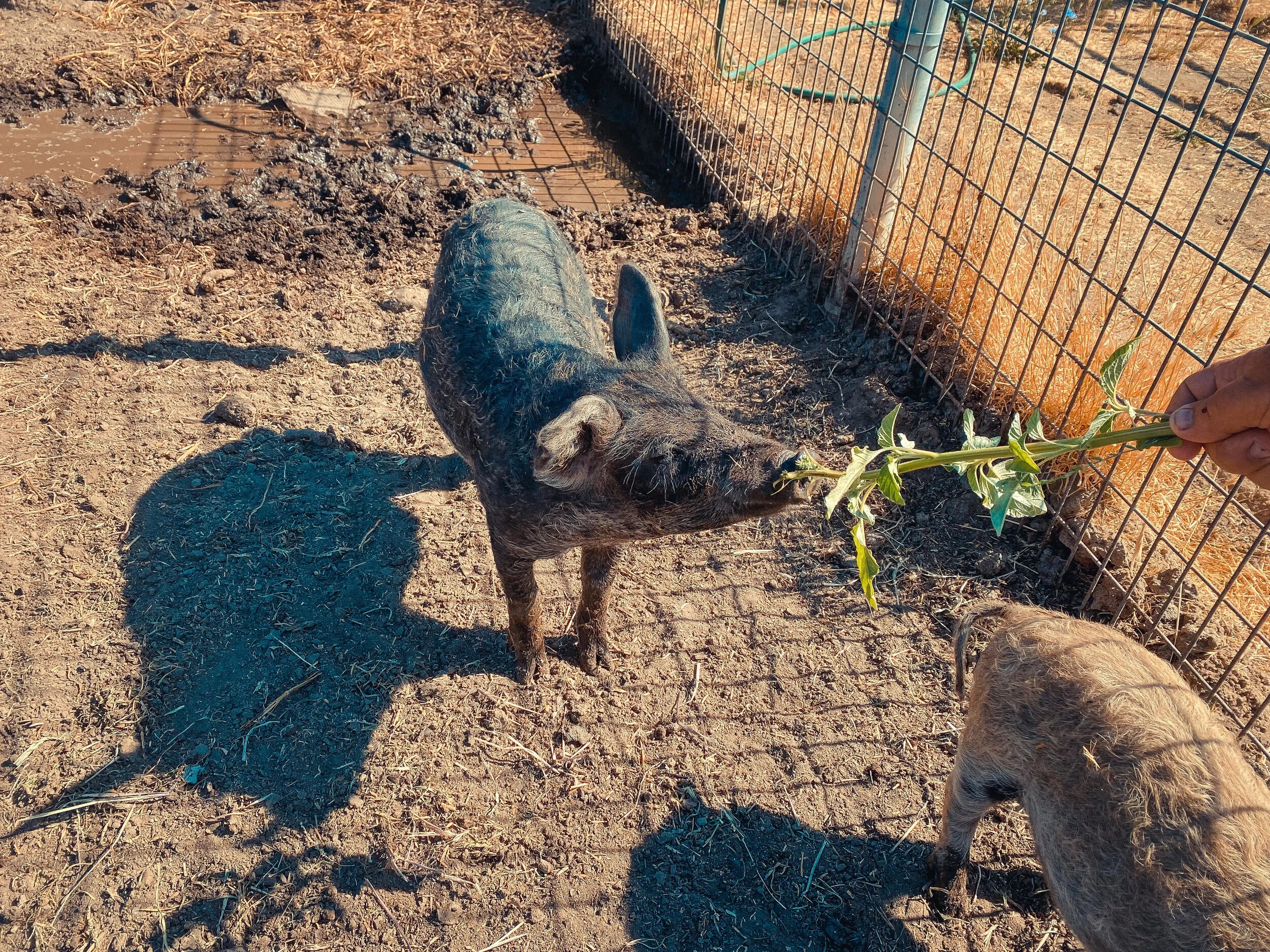 Fun Fact Friday: Mangalista Pigs