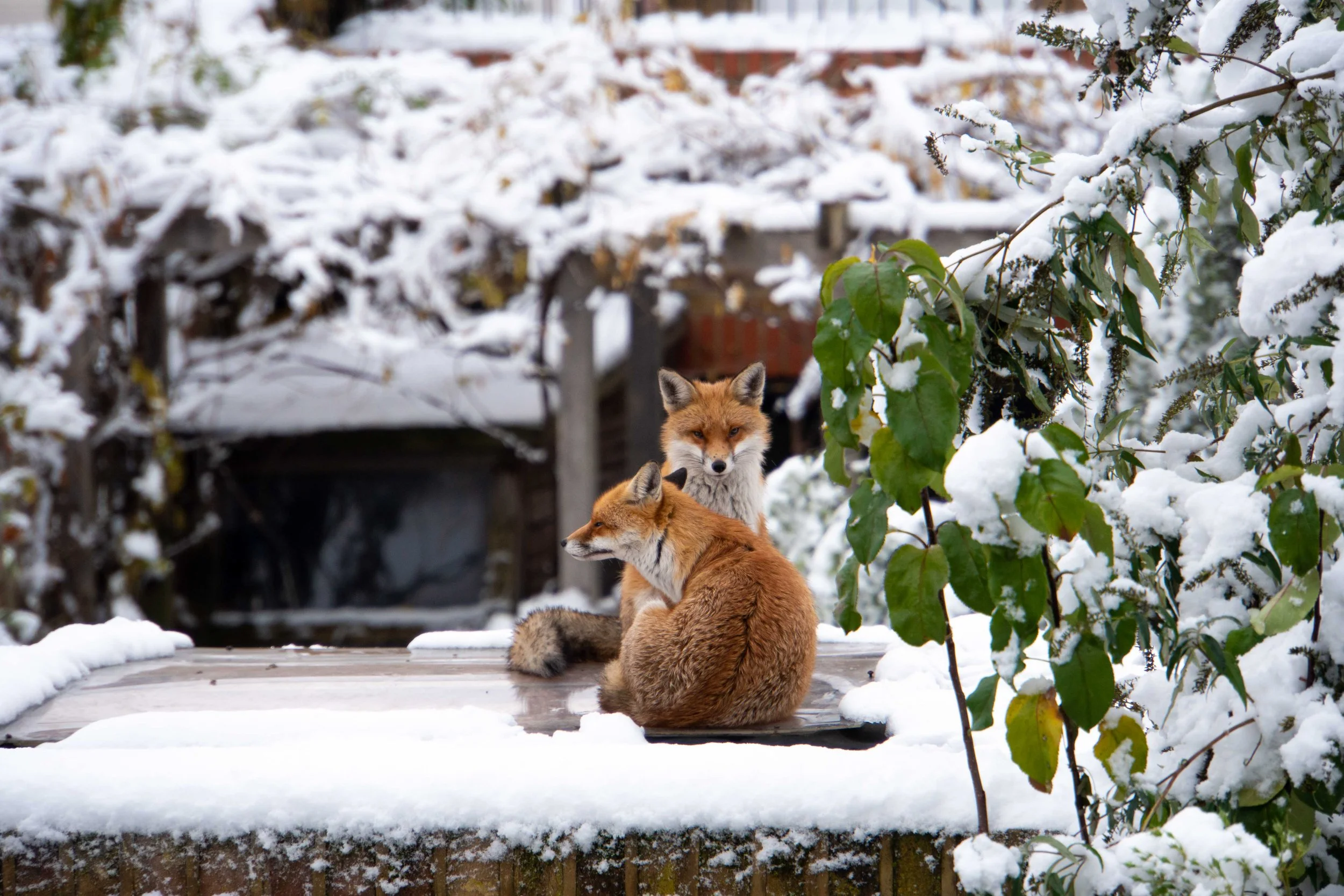 Foxes-1.jpg