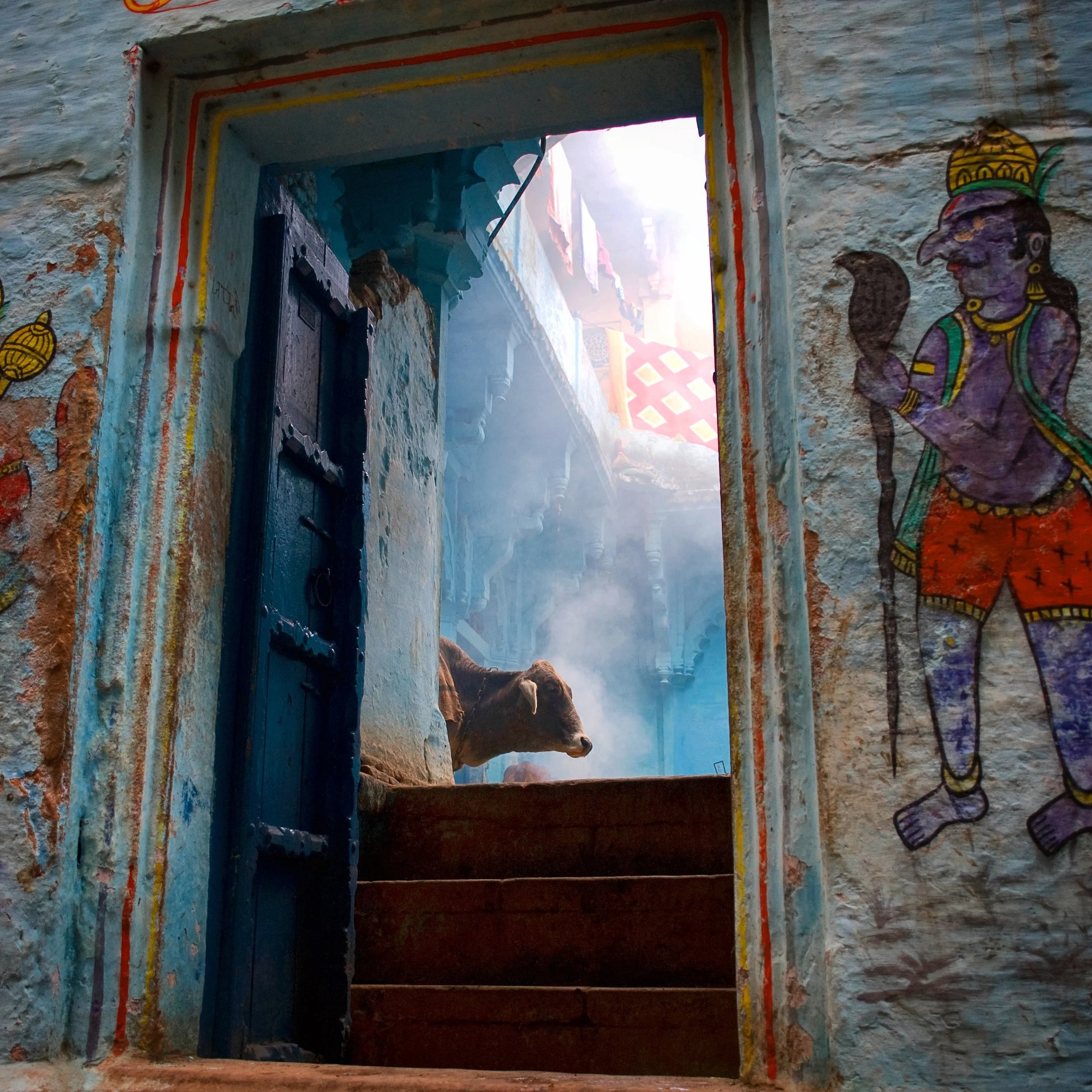 Cow Varanasi.JPG