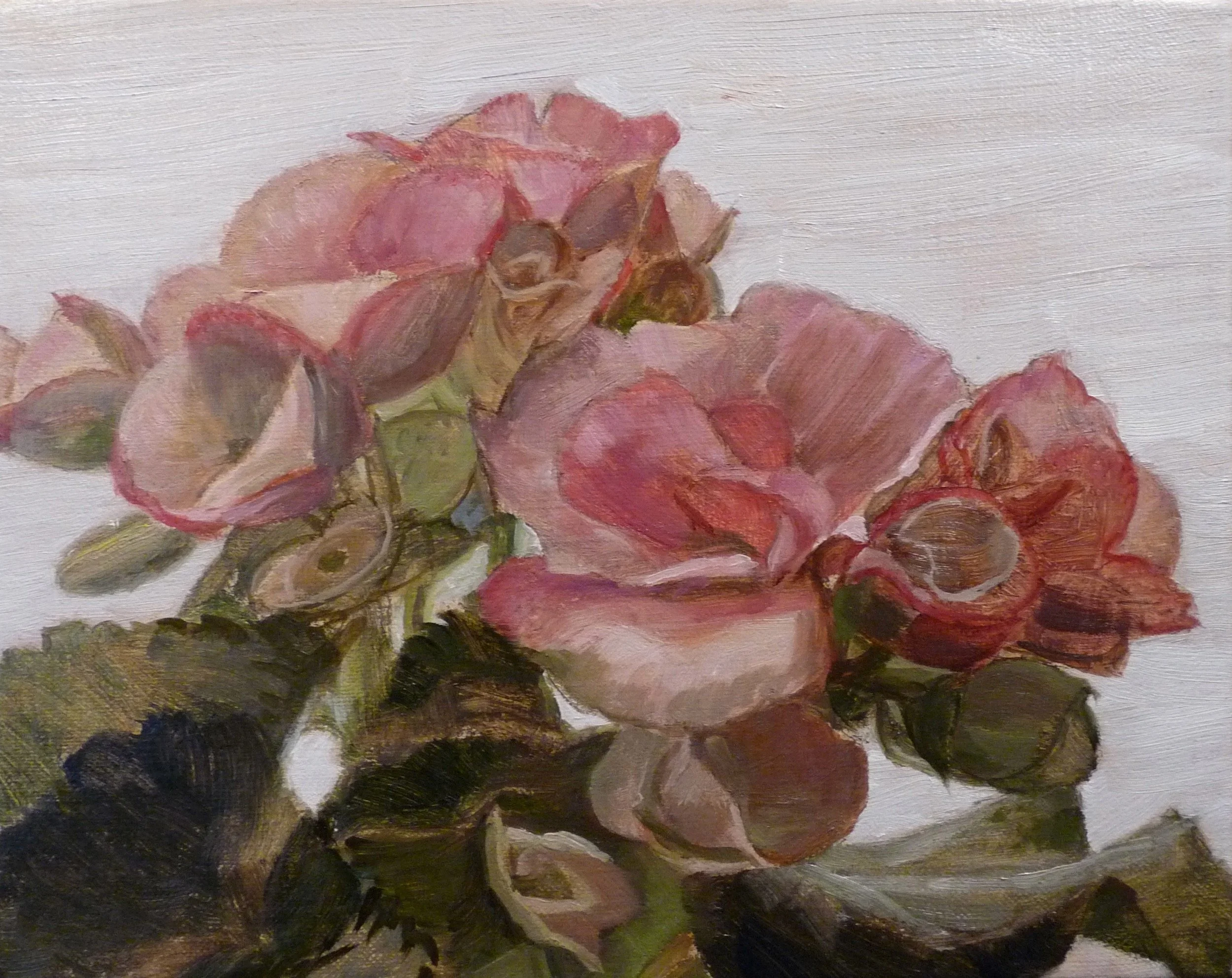 Pink Begonias web.jpeg