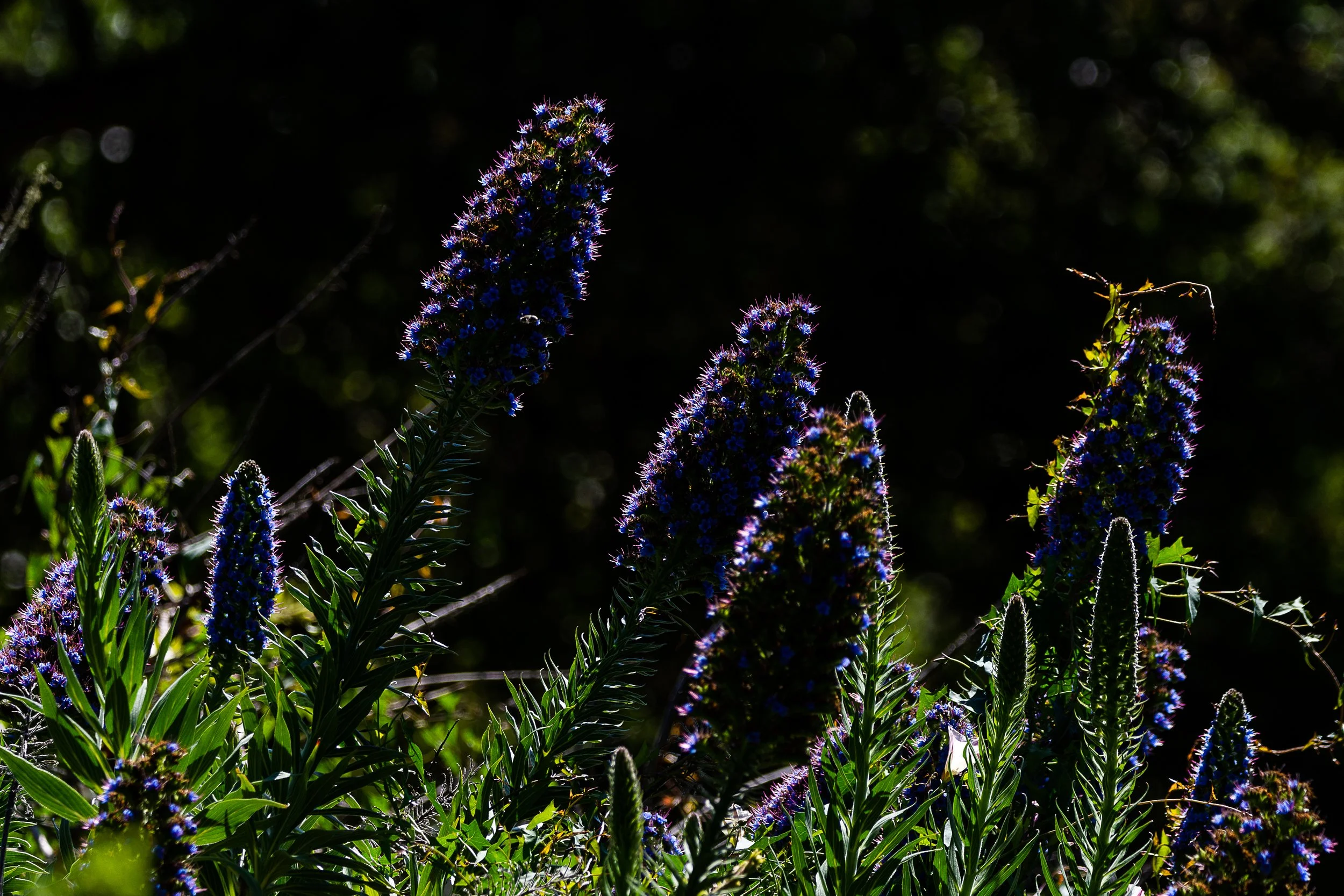 DSC_0565.jpg