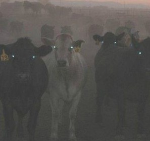 Evil-Cows-are-Evil_fb_63885.jpg