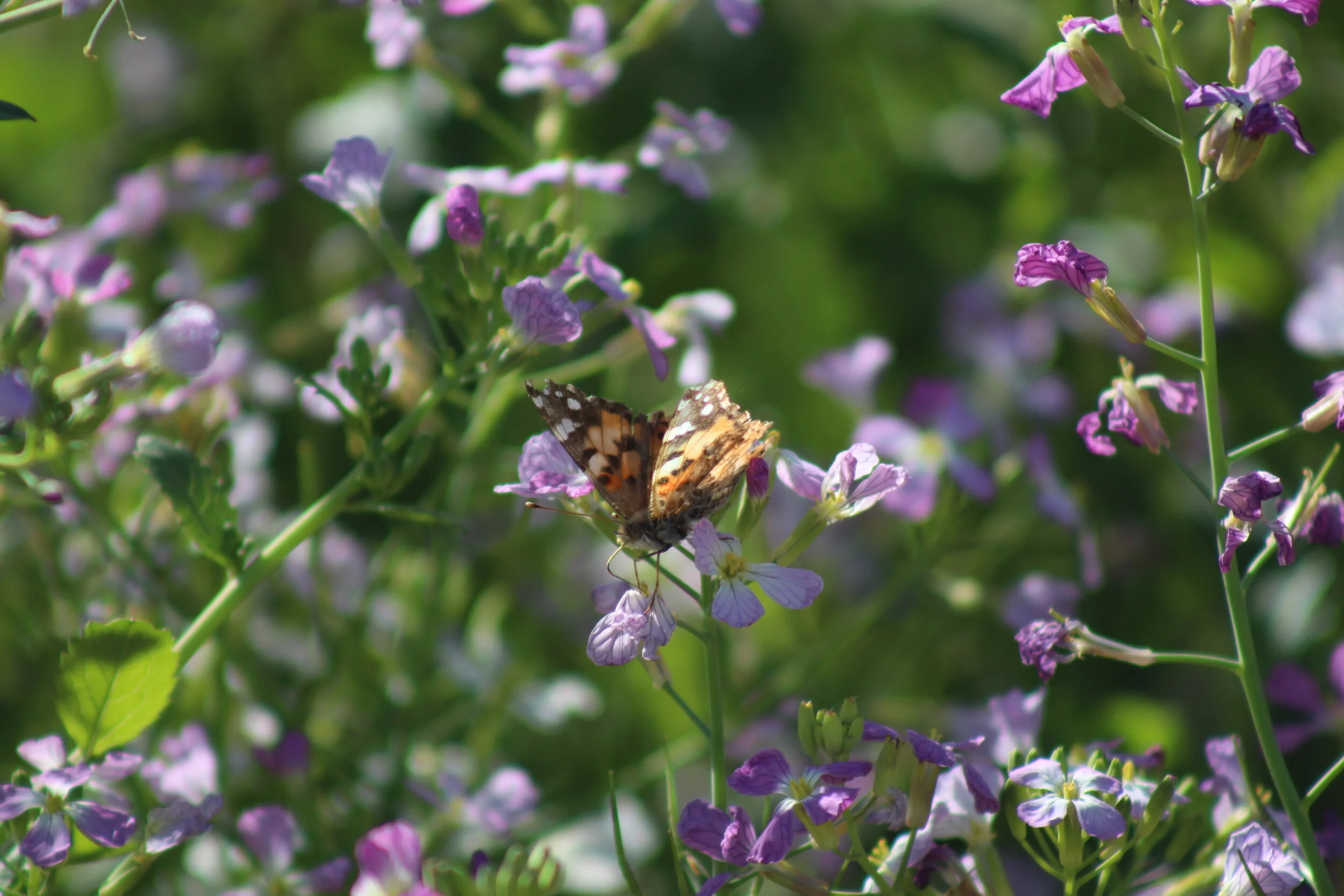 Butterfly 1.JPG