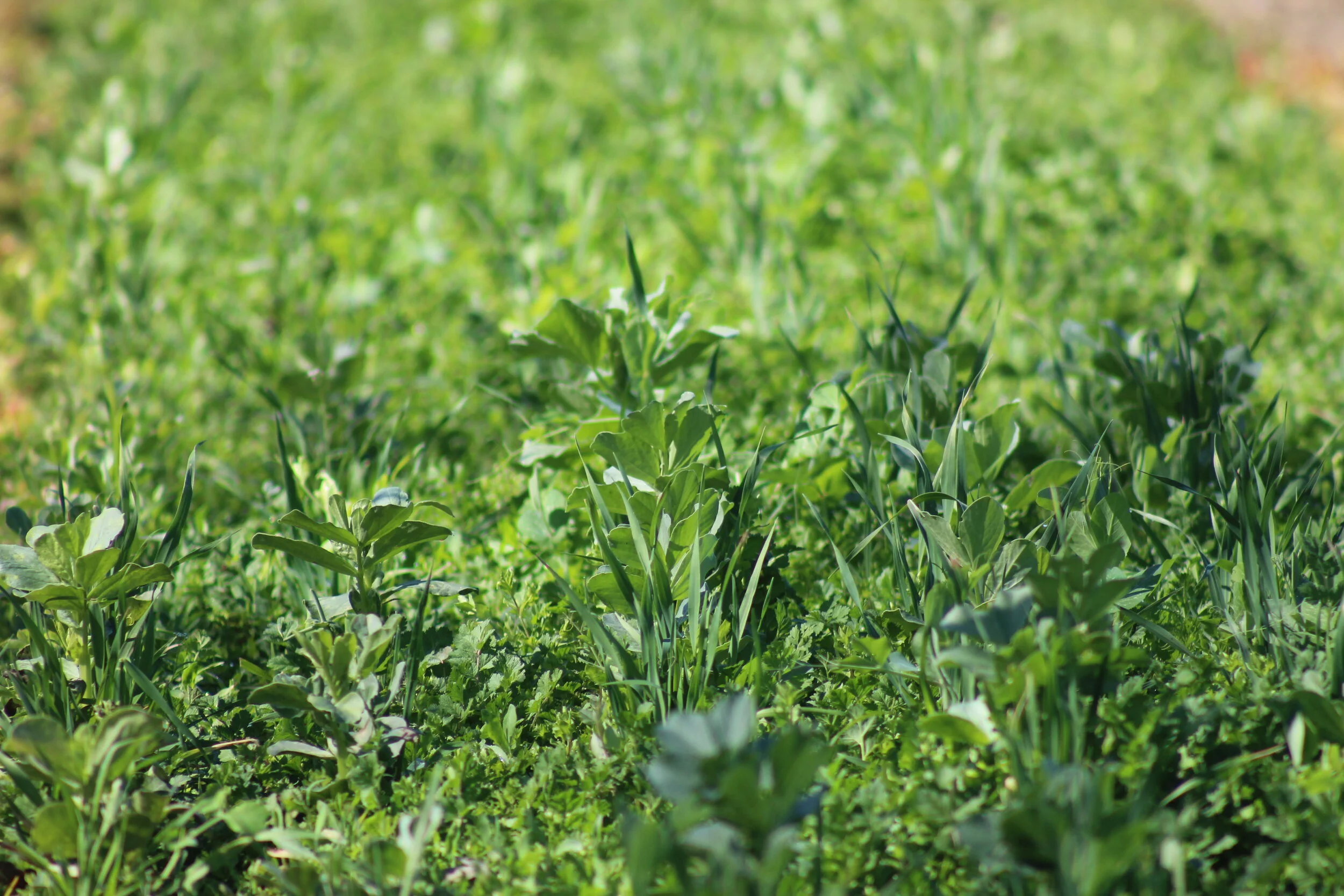 cover crop.JPG
