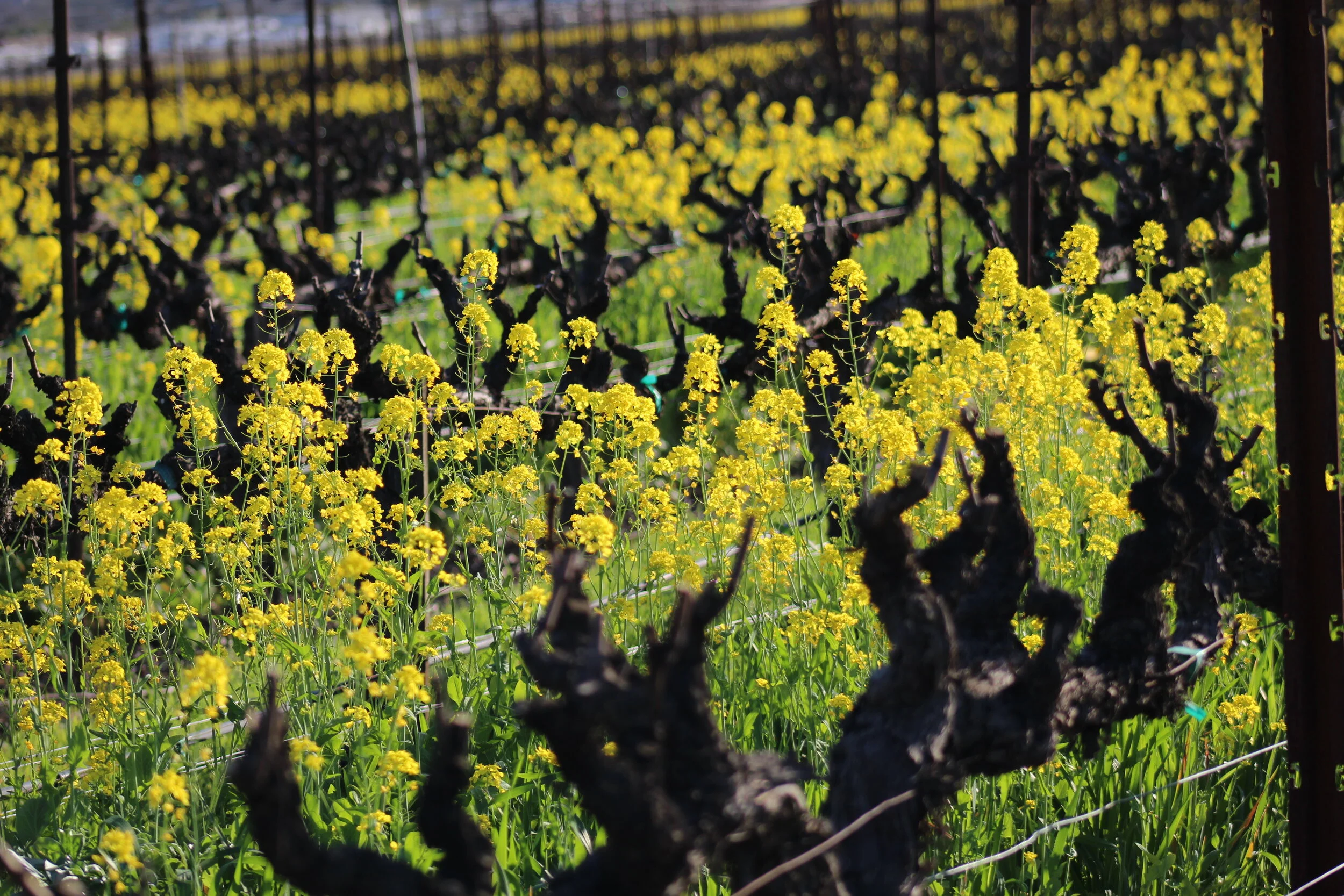 Mustard and vine.JPG