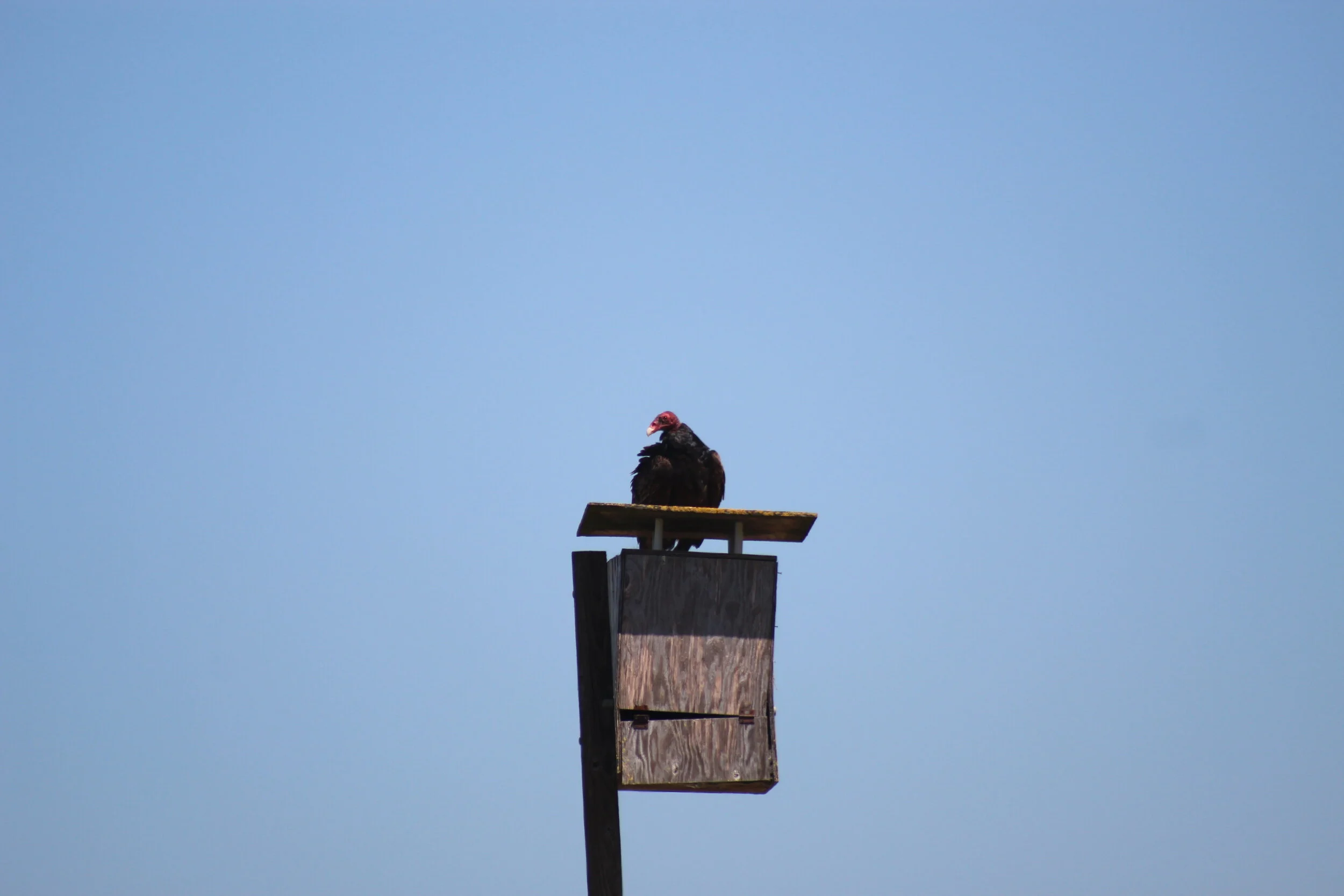 Turkey Vulture.JPG