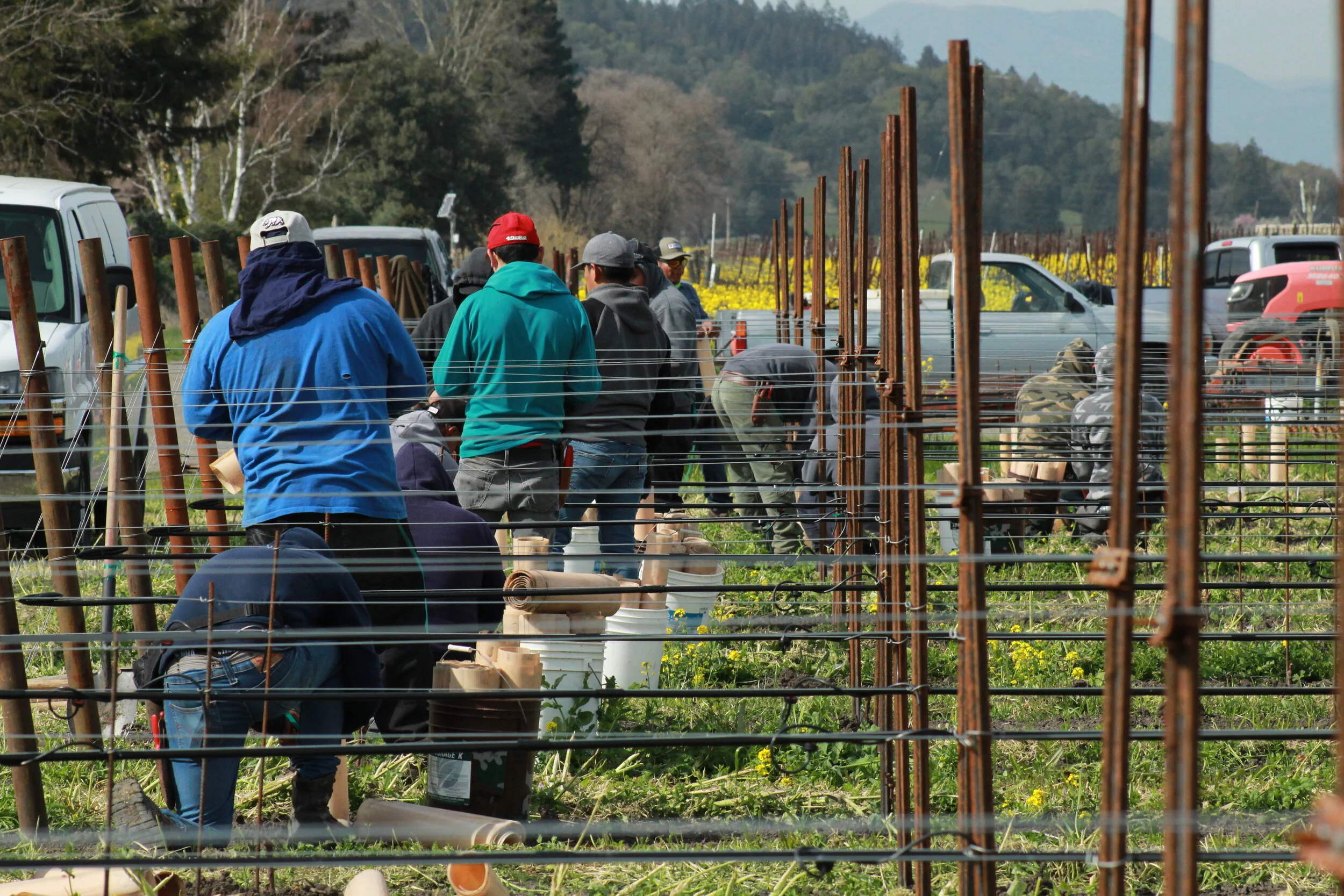 workers installing grow tubes.JPG