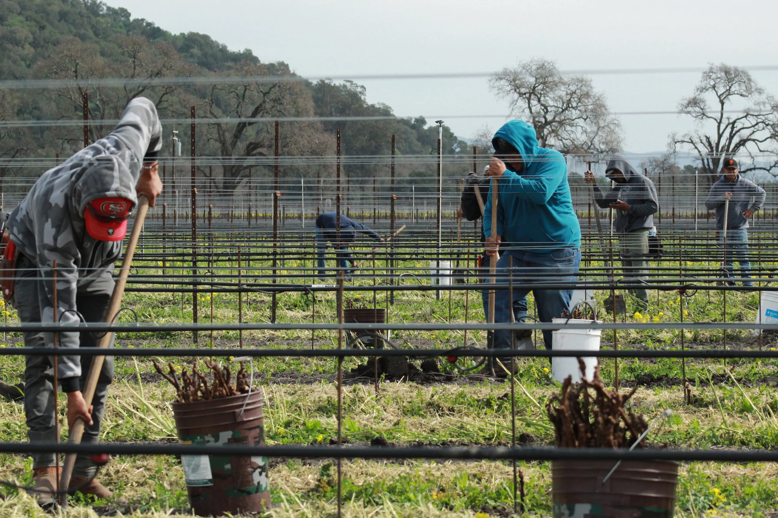 workers planting.JPG
