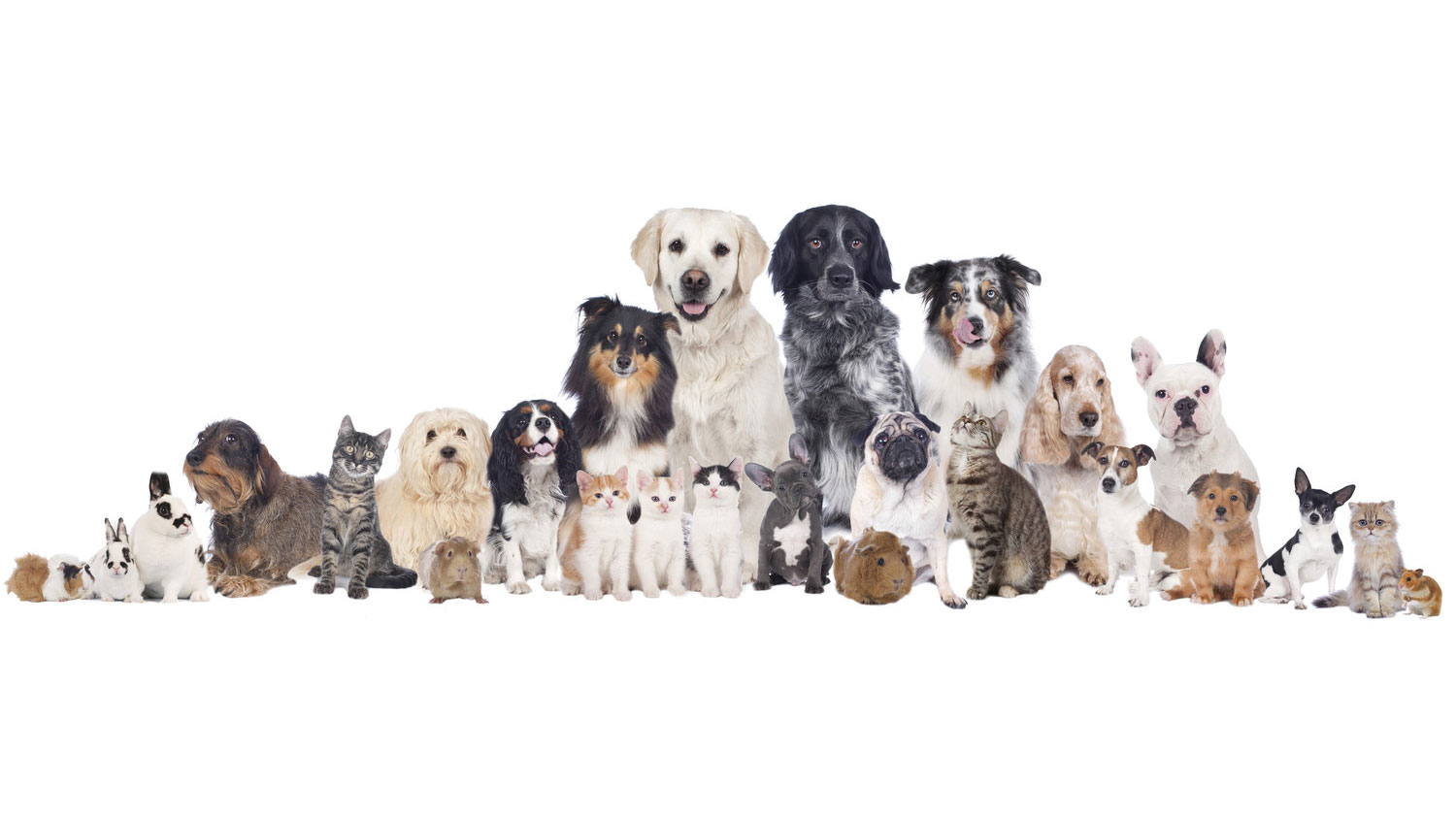 For the Love of Pets