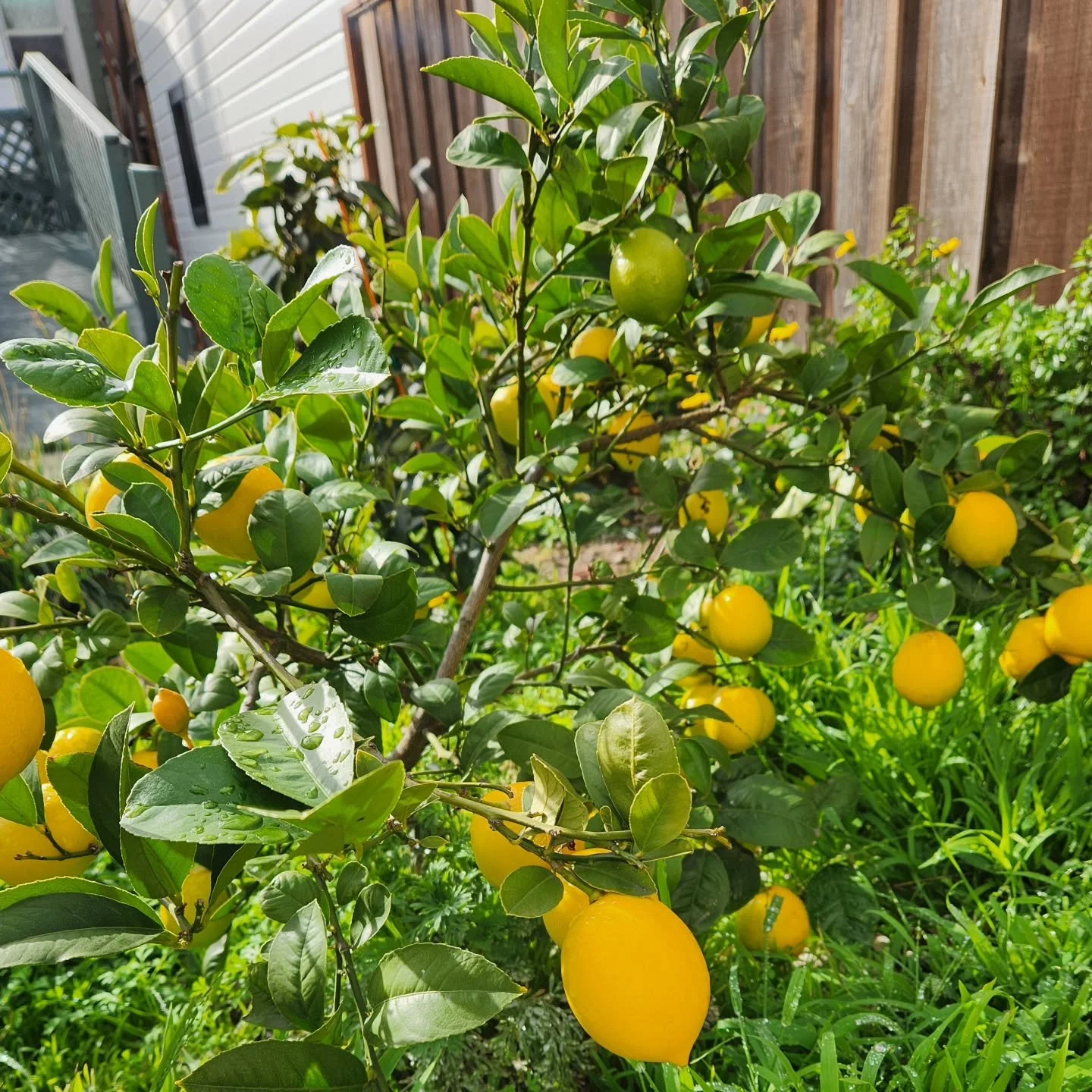 Y'all! My lemon tree is finally doing its thing! How do I know that a lemon is ripe? Any tips on keeping it healthy? 

Image shows a lemon tree with a lot of yellow lemons. Plus grass growing around it and a fence and a ramp in the background.
