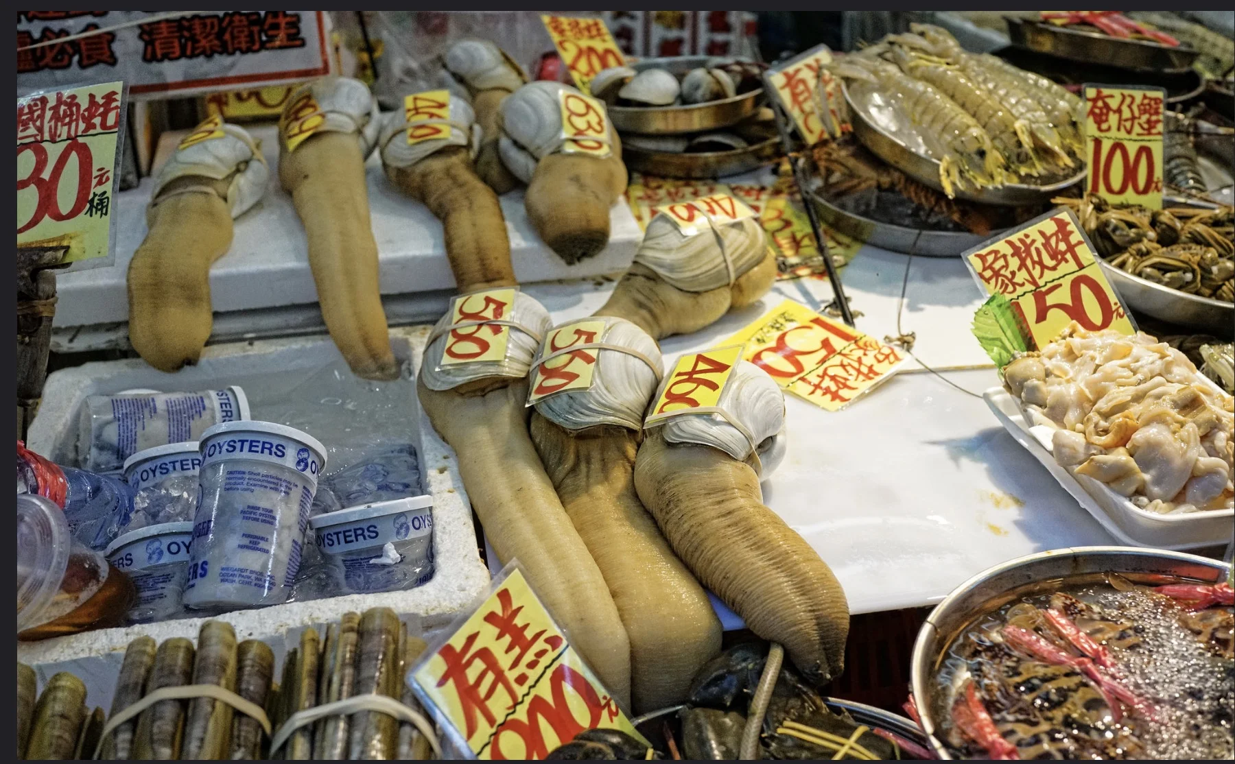 Weird shaped clam