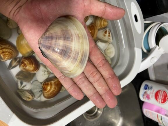 Ryan sea shells.jpg