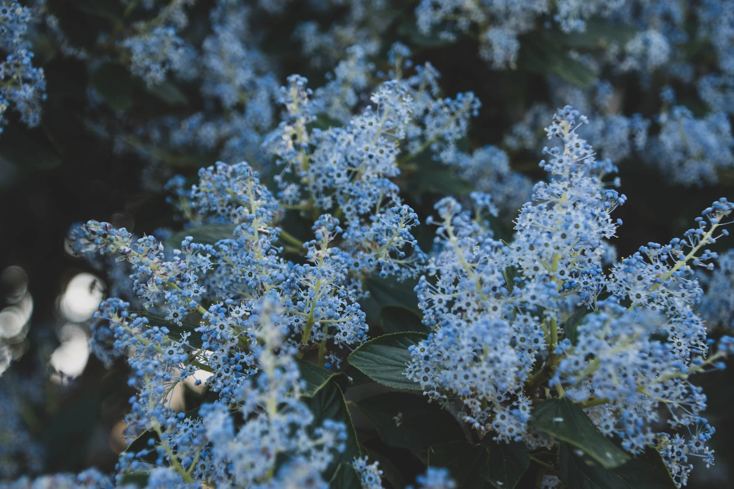 VLB_0799.jpg