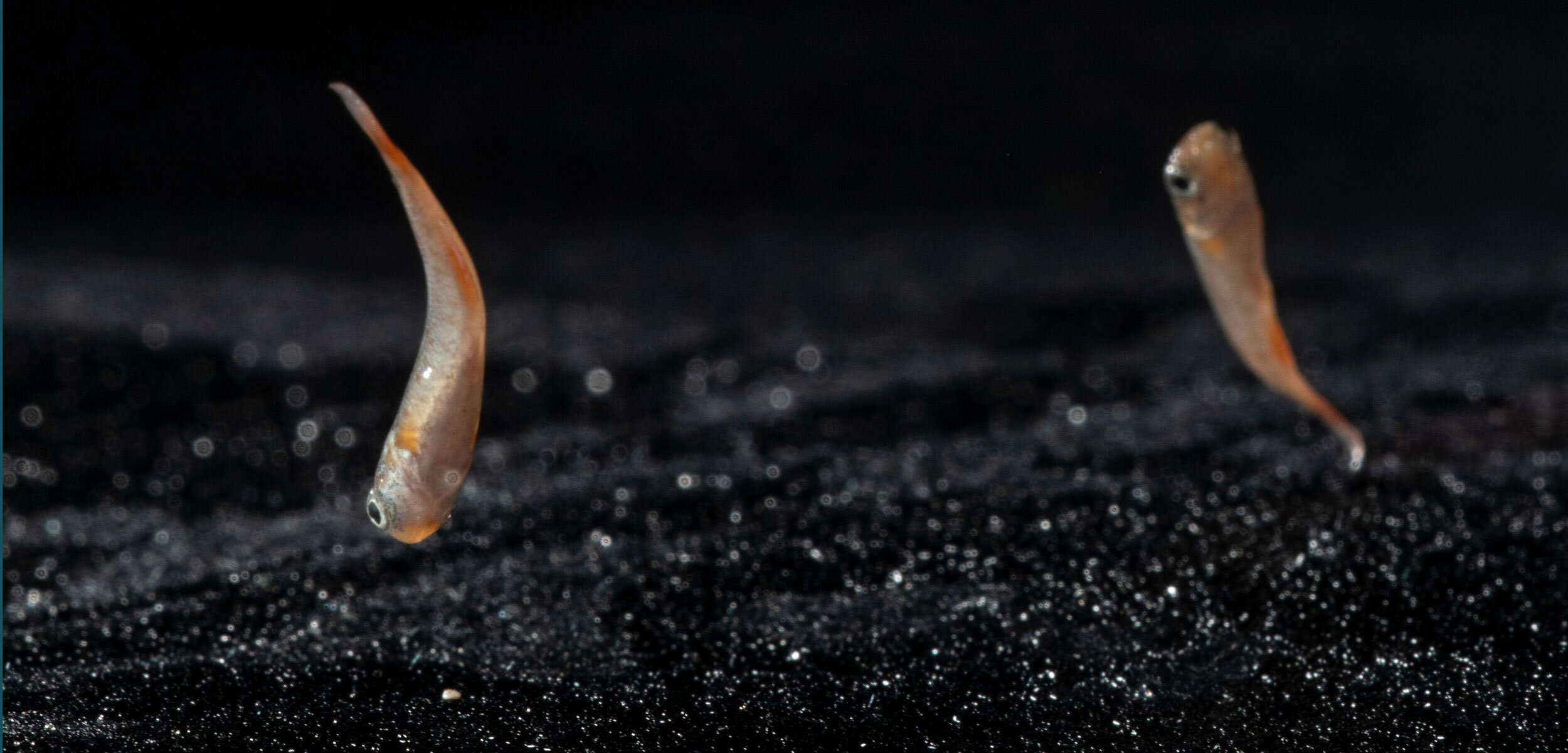 The Secret to Making a Fish Swole - Hakai