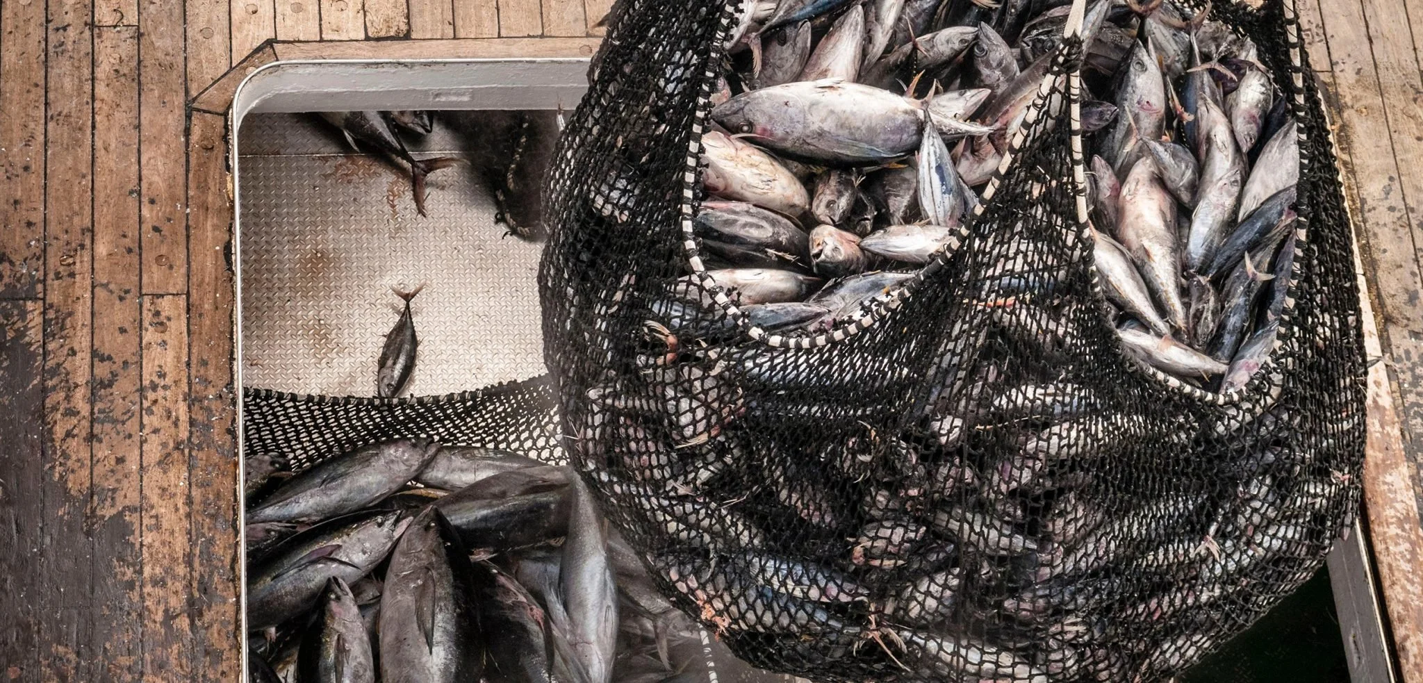 Months After It Was Accepted, a Lauded Agreement to Protect Indian Ocean Tuna Is Falling Apart - Hakai