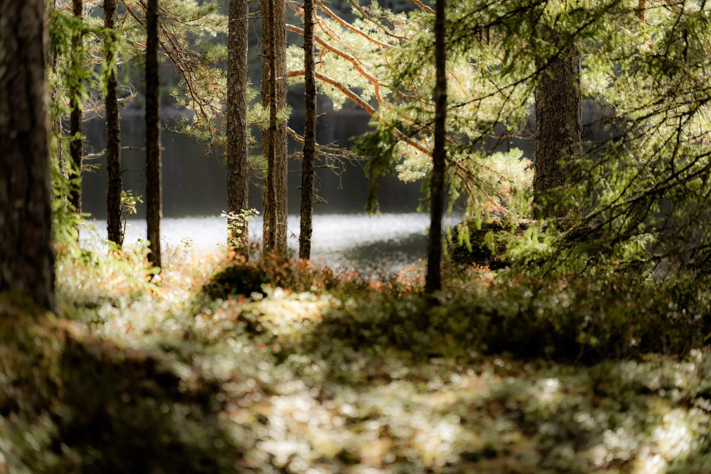 iancorless.Sormlands2026-09306.jpg