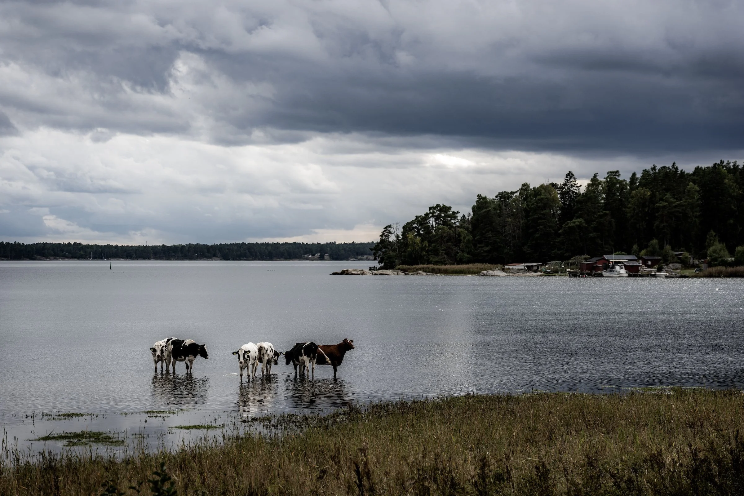 iancorless.Sormlands2026-01391.jpg