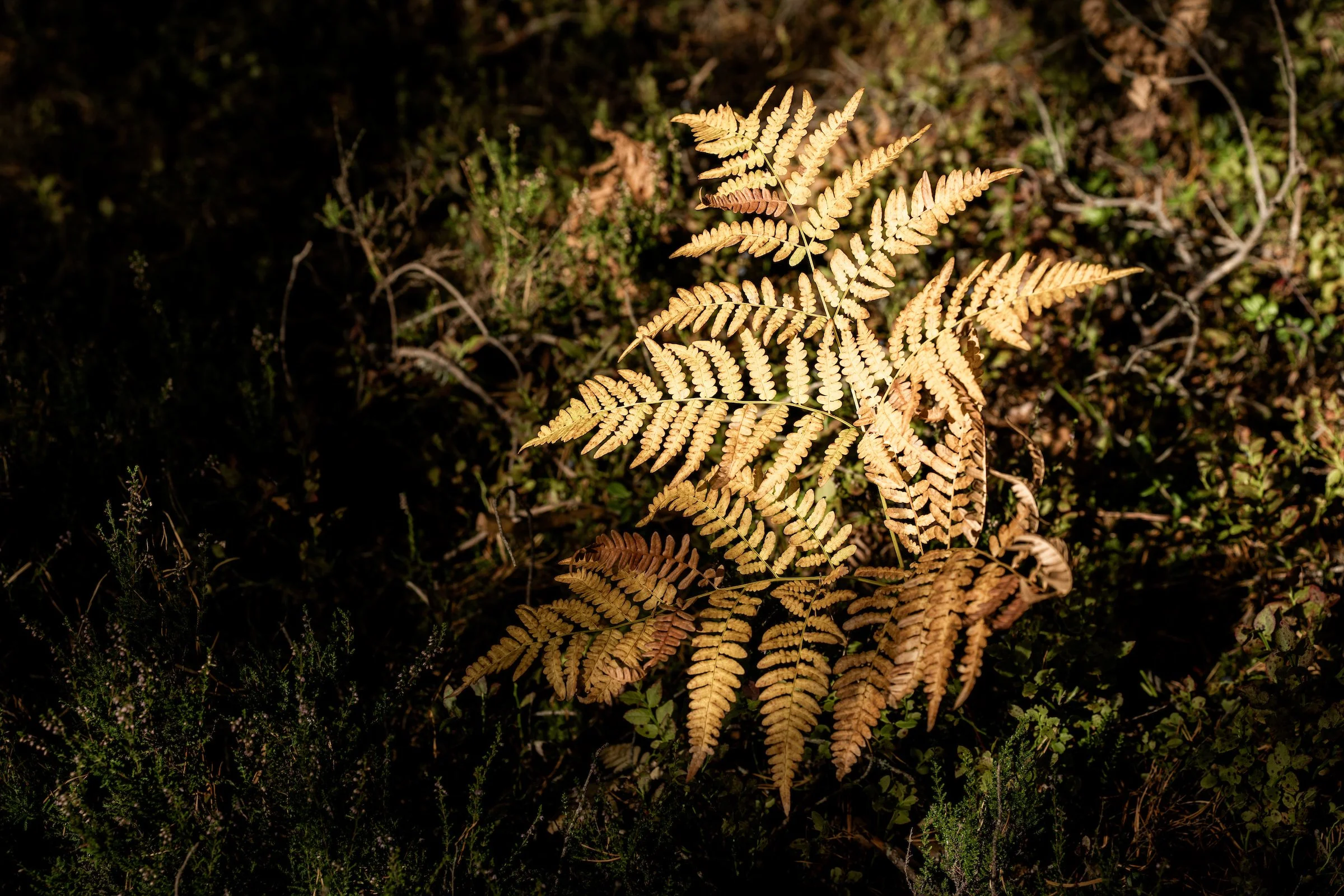 iancorless.Sormlands2026-08836.jpg