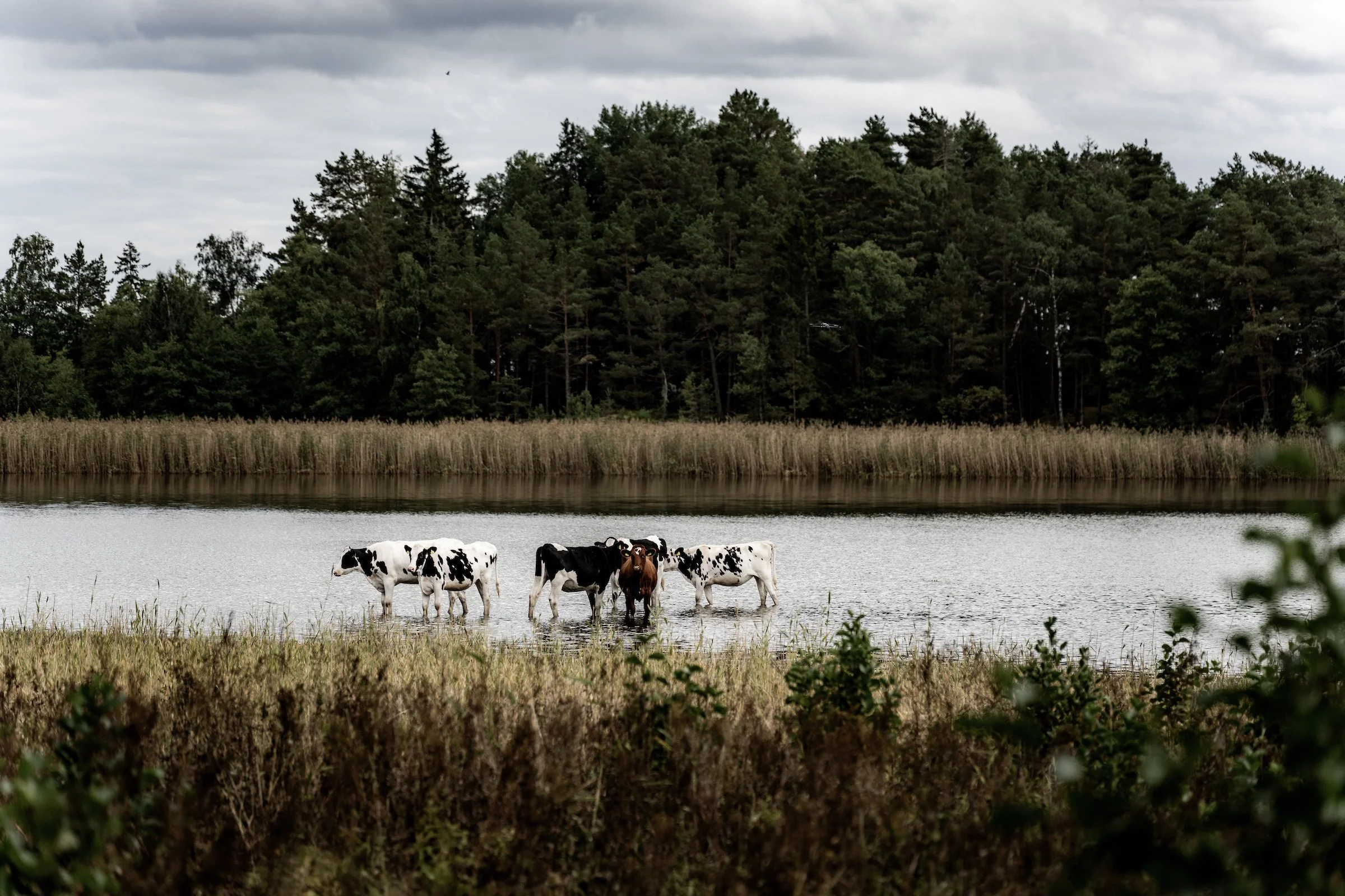 iancorless.Sormlands2026-01388.jpg