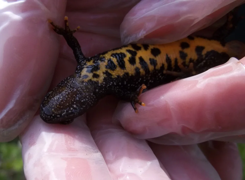 Great Crested Newt