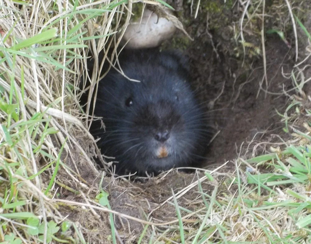 Water Vole