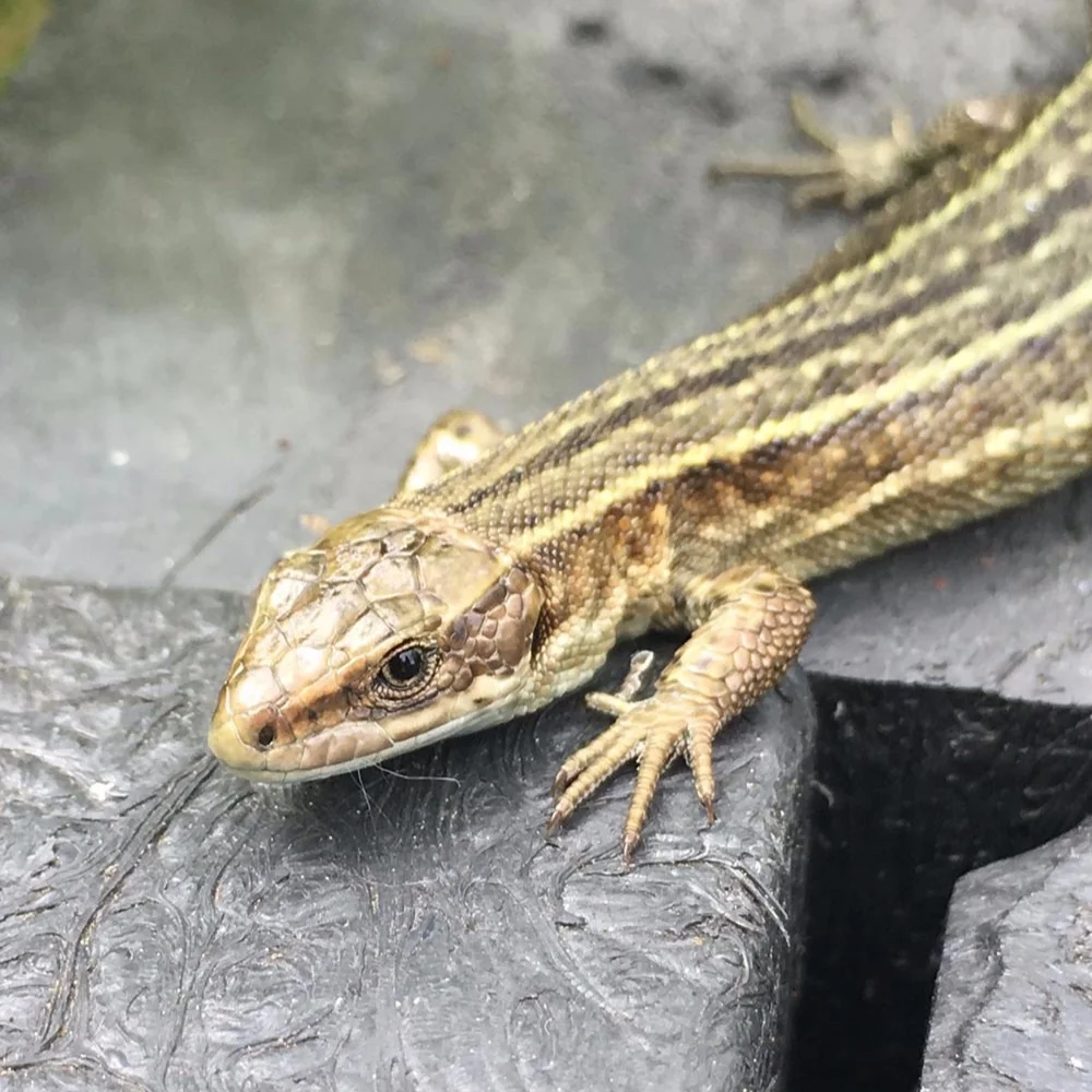 Lizard