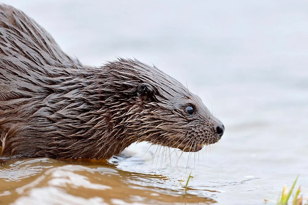 Otter