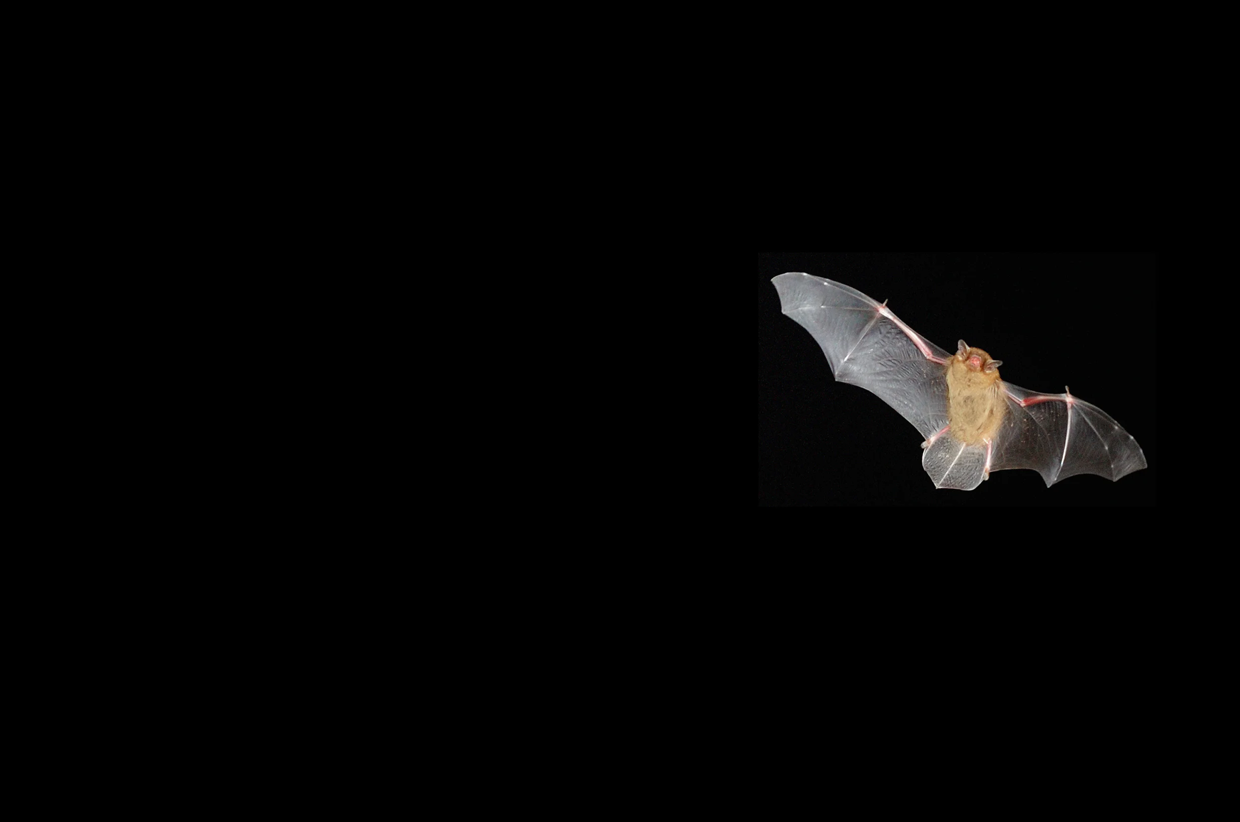 bat_black_banner.jpg