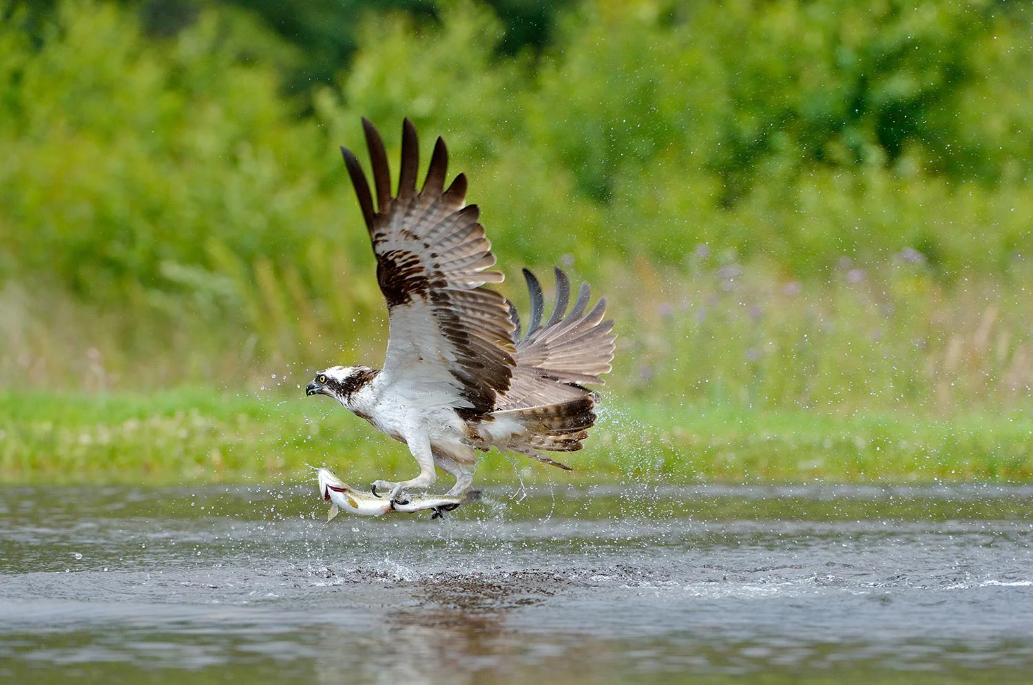 osprey_homepage_commendations.jpg