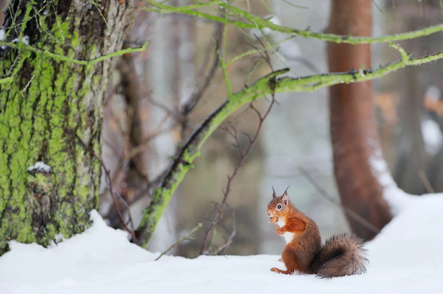redsquirrel_home_services.jpg