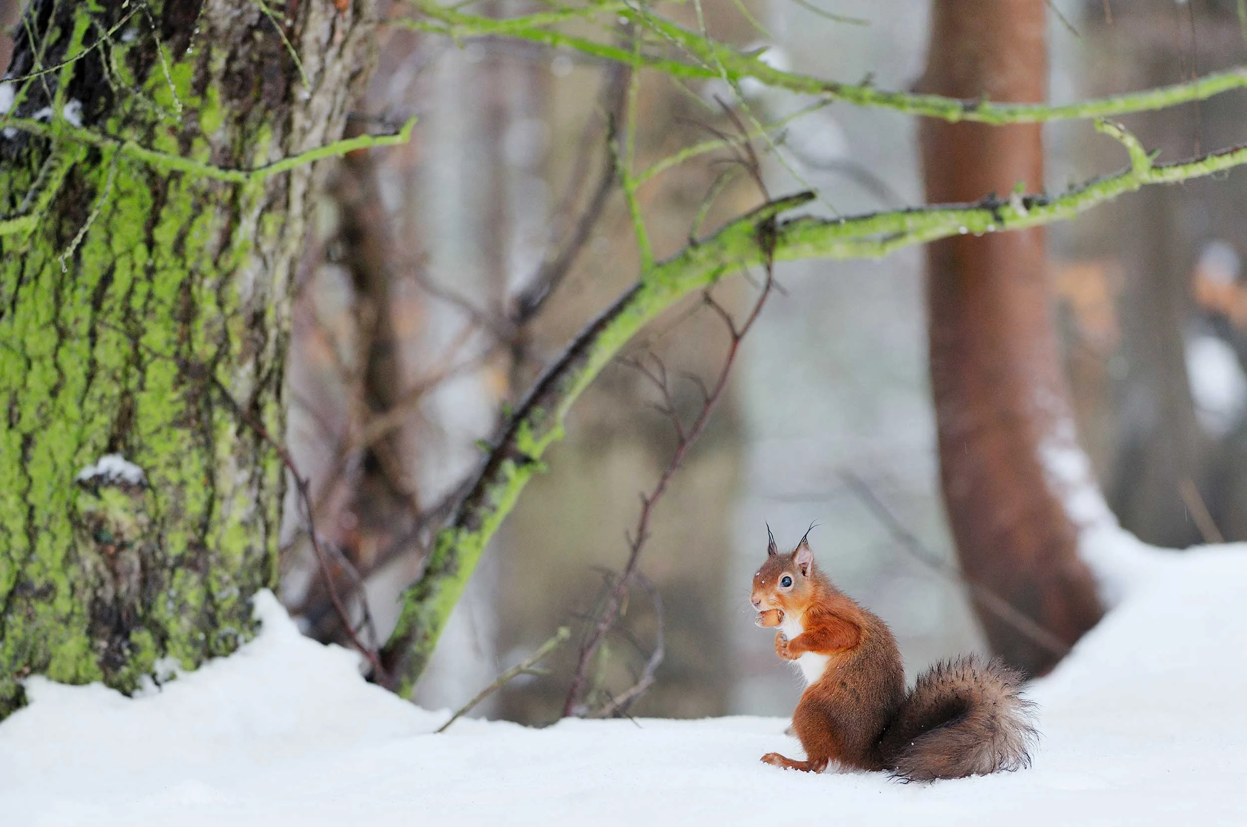 redsquirrel_banner.jpg