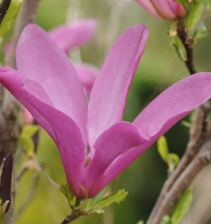 Crocus p8.jpg