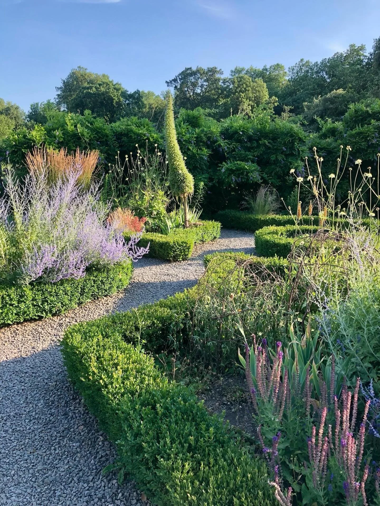 Lovely layers and levels at @fulhampalace&rsquo;s walled garden in high summer.

Perovskia &lsquo;Blue Spire&rsquo; really sings this time of year and the towering Echium pininana commands attention, set off by clusters of Cephalaria gigantea that ma