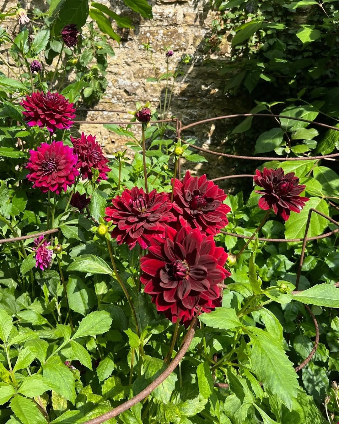 Keeping the colour going as summer winds down is key to getting the most out of the garden, and dahlias, Japanese anemones and ammi are all gorgeous options.

They deliver that perfect mix of soft and bold colours while adding incredible texture and 