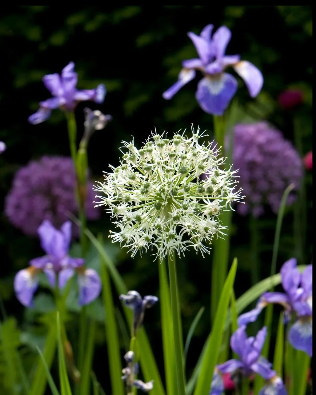 This is your reminder that now is the time to order bulbs for next year&rsquo;s garden&hellip;

Alliums, tulips, snowdrops and fritillaria are just a handful that I always find myself coming back to, and serve as a welcome pop of colour come early sp
