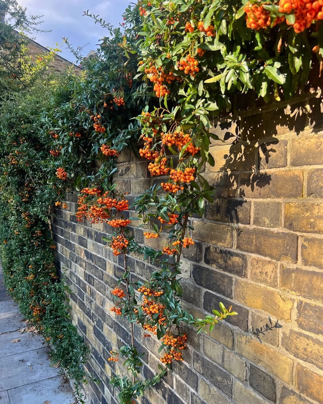 There&rsquo;s something about September sunlight that makes everything glow. It&rsquo;s such a transitional month, and the garden feels poised between seasons - still lush and full but with those first glimpses of true autumn colours starting to appe