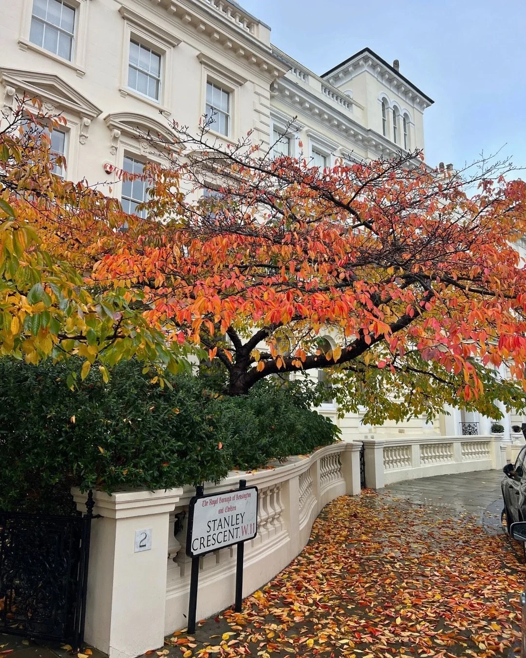 While herbaceous borders take centre stage through summer, autumn belongs to the trees and shrubs. This is when they truly come into their own, transforming the garden with a finale of amber, crimson, and gold.

A well-chosen specimen earns its place