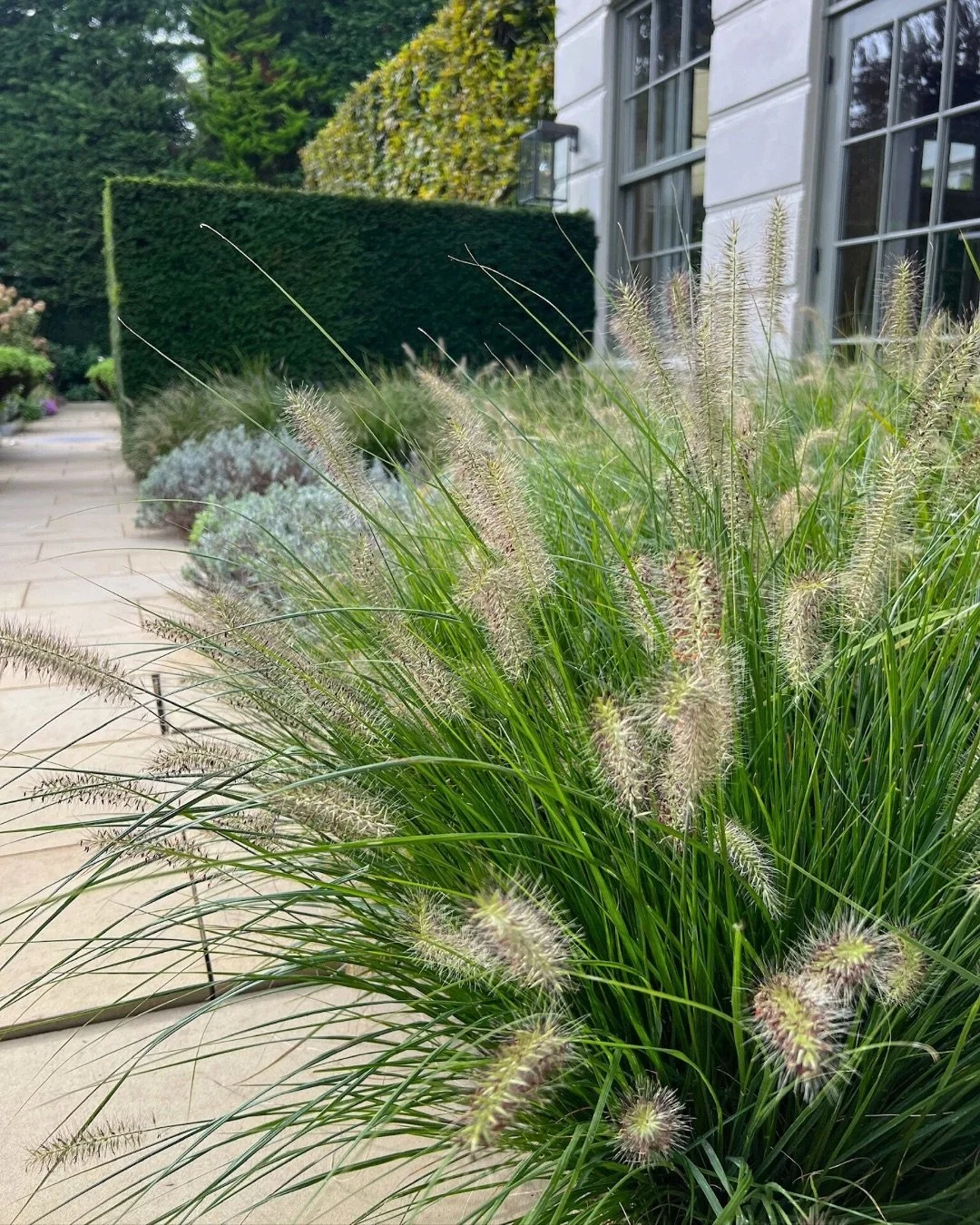 When looking to add height and movement without overwhelming a space, grasses are always a great choice.

They soften borders, add incredible texture, and bring that sense of natural flow that makes a garden feel alive. It&rsquo;s all about creating 